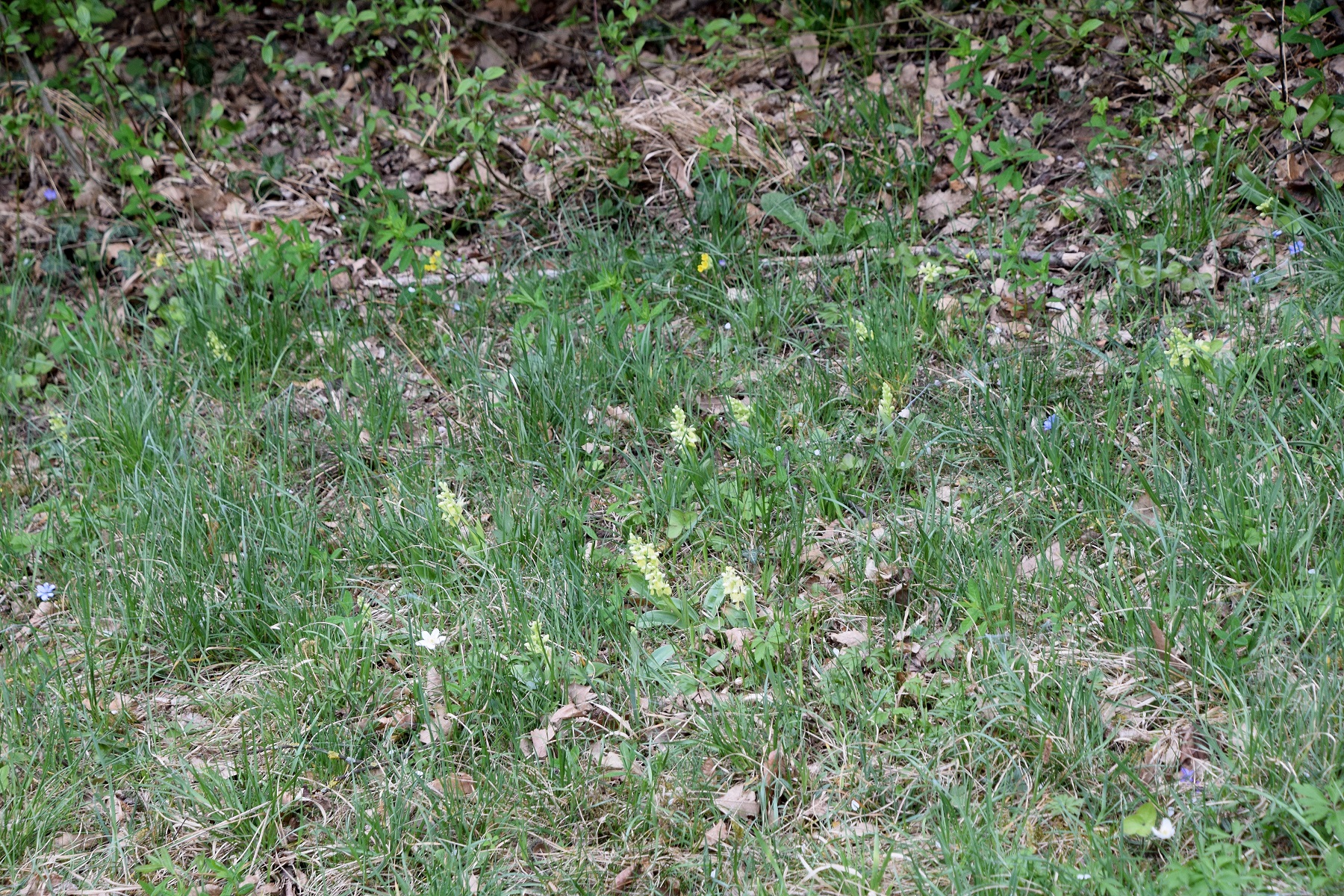 Wienerwald - Lutzfeld-18042020-(10) - Orchis pallens - Bleich-Knabenkraut.JPG