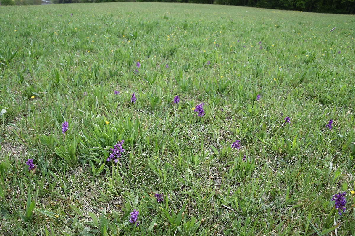 Pressbaum-24042020-(38) - Anacamptis morio-Klein-Hundswurz.JPG