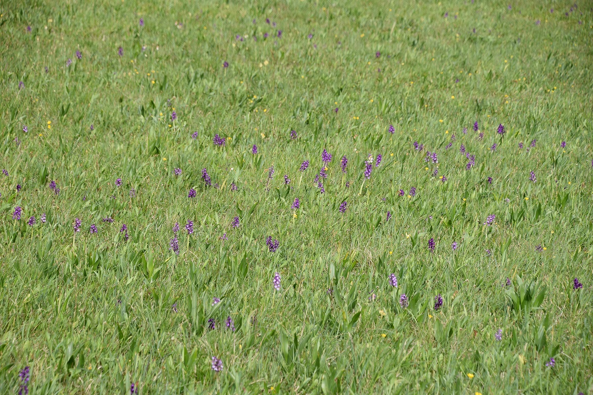 Pressbaum-24042020-(40) - Anacamptis morio-Klein-Hundswurz.JPG