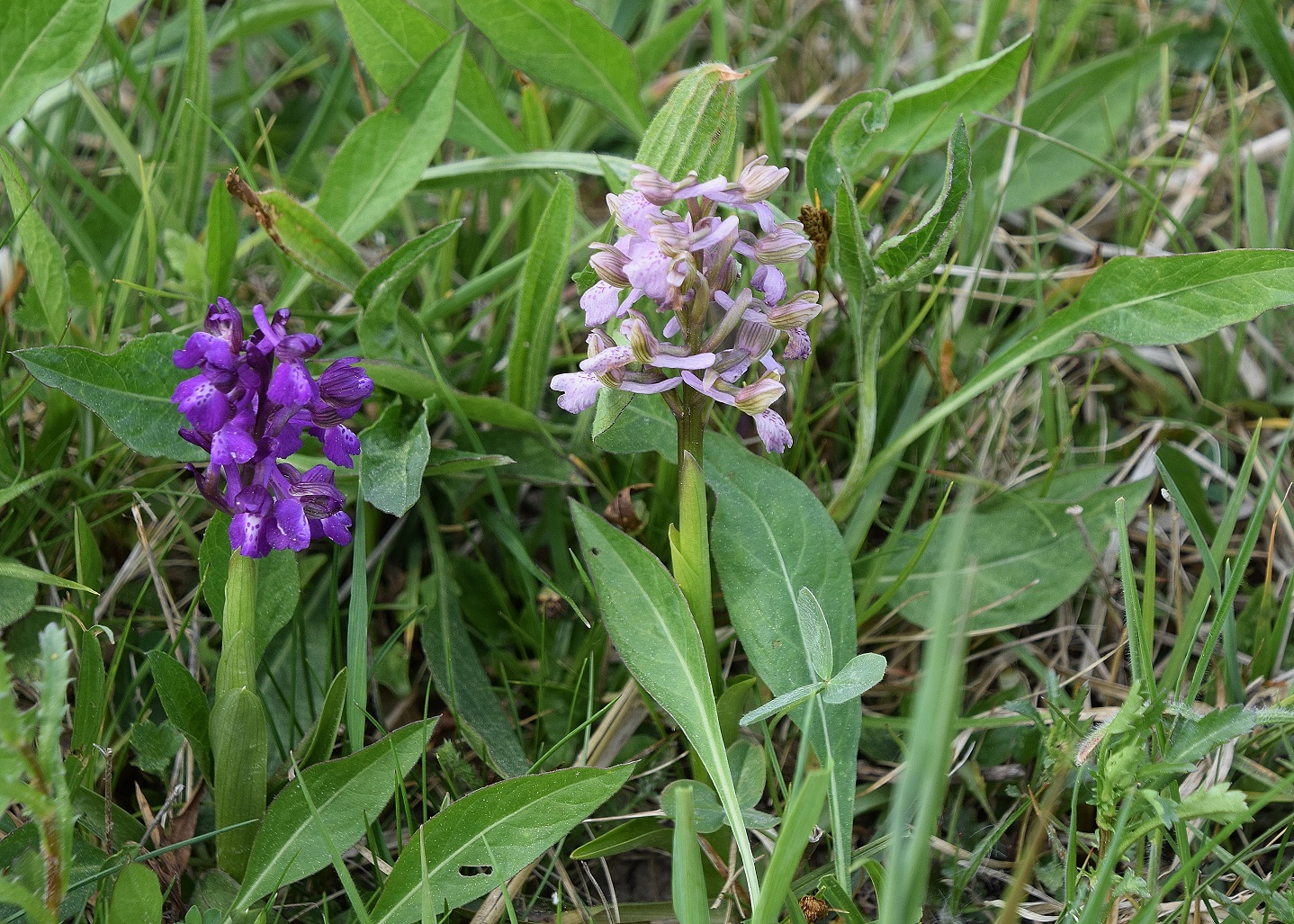 Pressbaum-24042020-(34)  - Anacamptis morio-Klein-Hundswurz.JPG