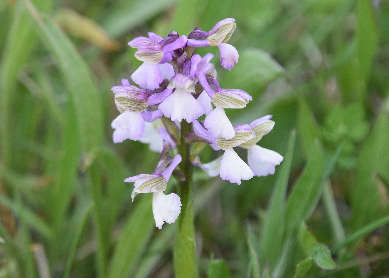 Pressbaum-24042020-(39) - Anacamptis morio-Klein-Hundswurz.JPG