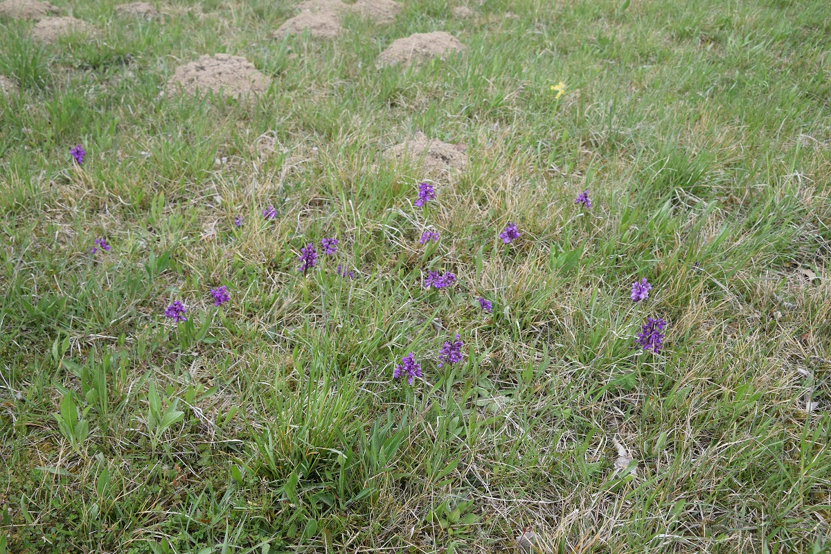 Klausen Leopoldsdorf-25042020-(6) - Anacamptis morio.JPG