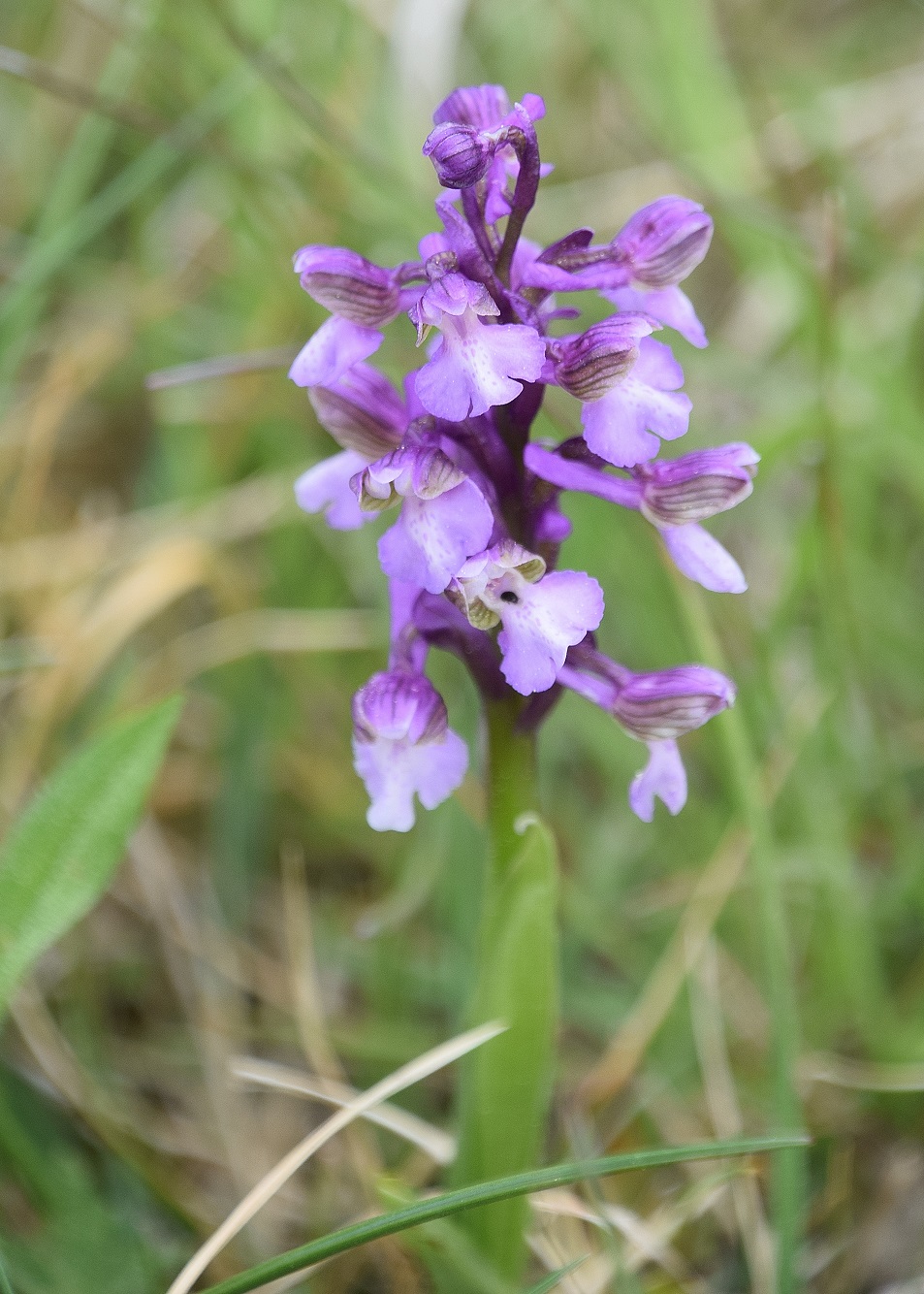 Klausen Leopoldsdorf-25042020-(18) - Anacamptis morio.JPG