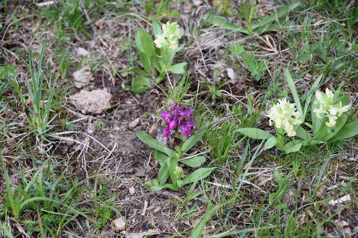 Alland - Windhaag - 25042020 - (24) - Dactylorhiza sambucina - Holunder-Fingerwurz.JPG