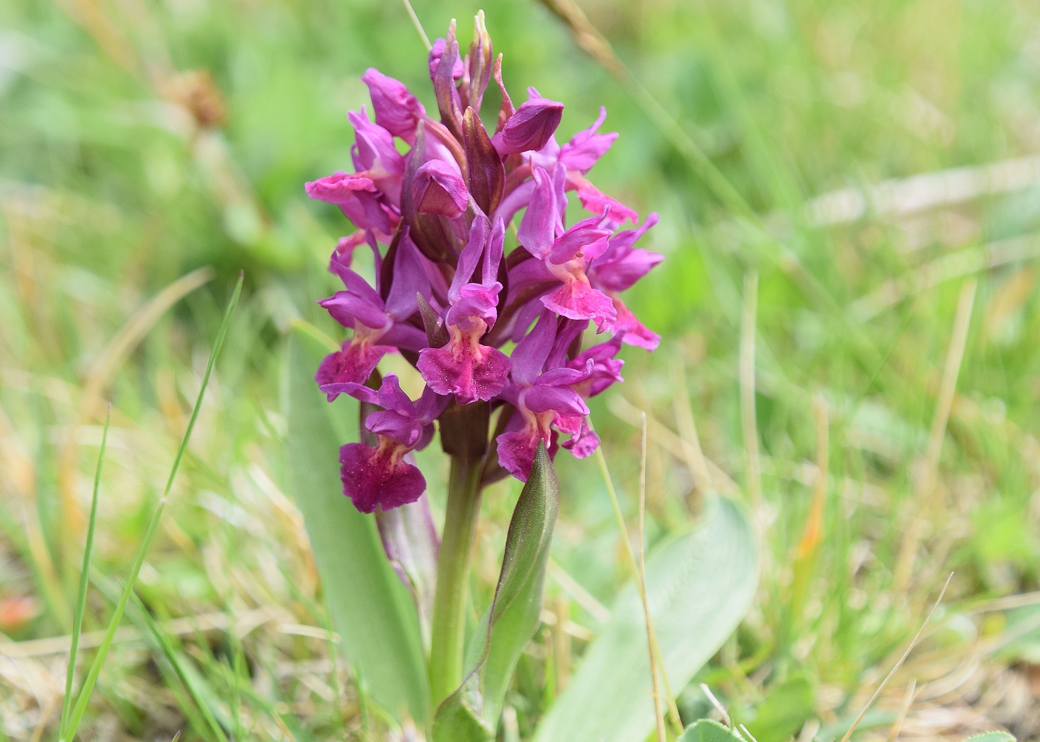 Alland - Windhaag - 25042020 - (14) - Dactylorhiza sambucina - Holunder-Fingerwurz.JPG