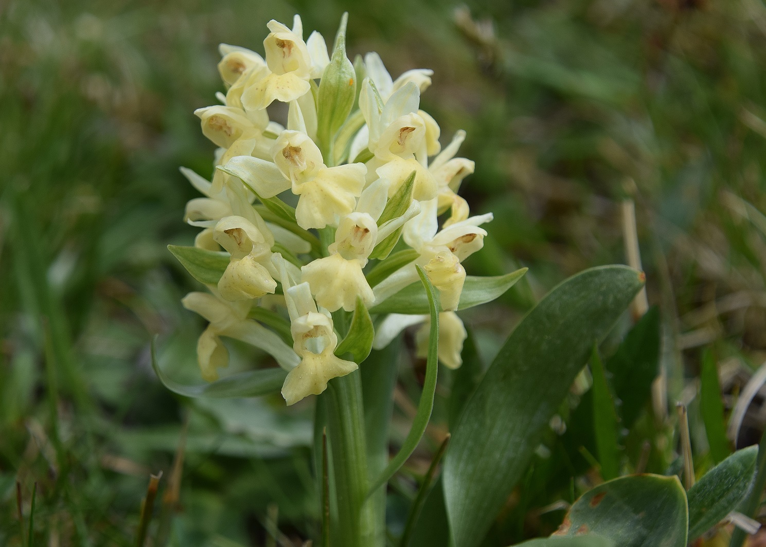 Alland - Windhaag - 25042020 - (15) - Dactylorhiza sambucina - Holunder-Fingerwurz.JPG