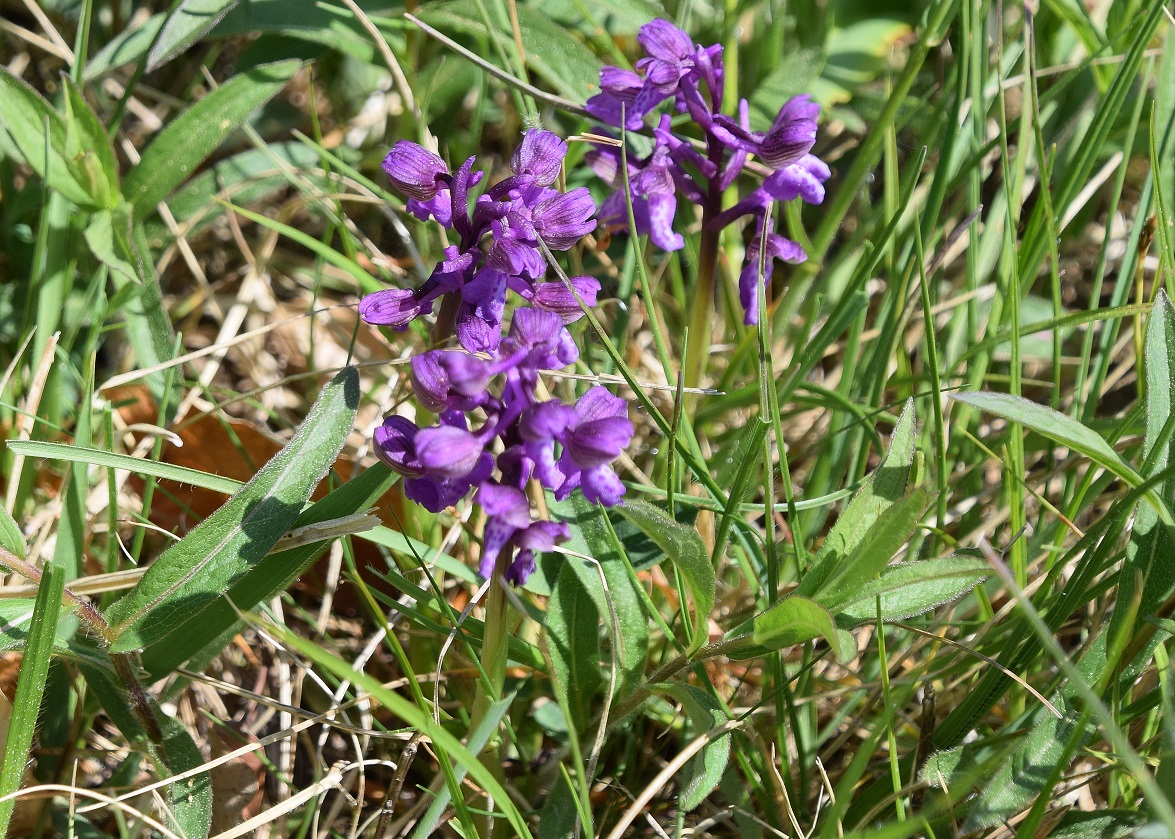 Weissenbach-26042020-(5) - Anacamptis morio.JPG