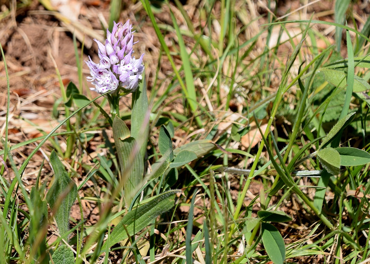 Weissenbach-26042020-(7) - Neotinea tridentata - Dreizahn-Keuschständel.JPG