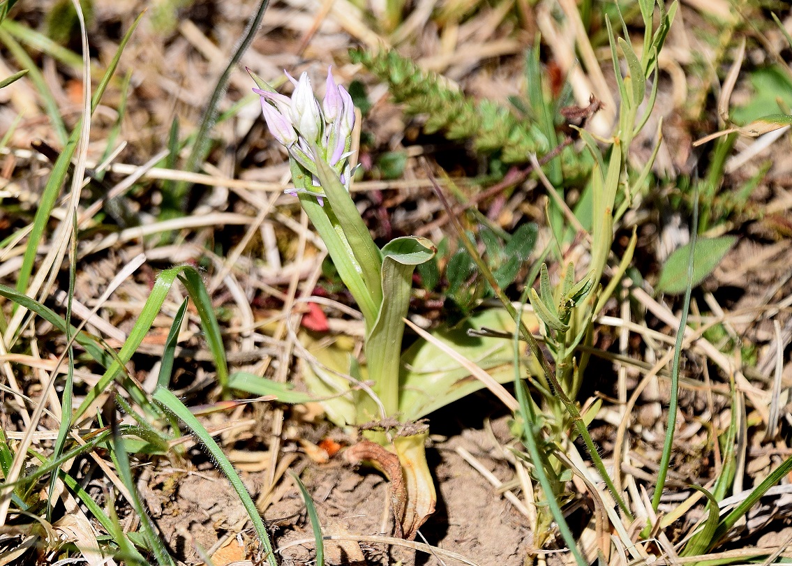 Hinterbrühl-26042020-(17) - Neotinea tridentata - Dreizahn-Keuschständel.JPG