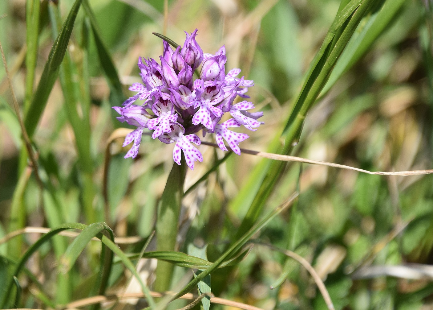 Hinterbrühl-Awiese-26042020-(10) - Neotinea tridentata - Dreizahn-Keuschständel.JPG