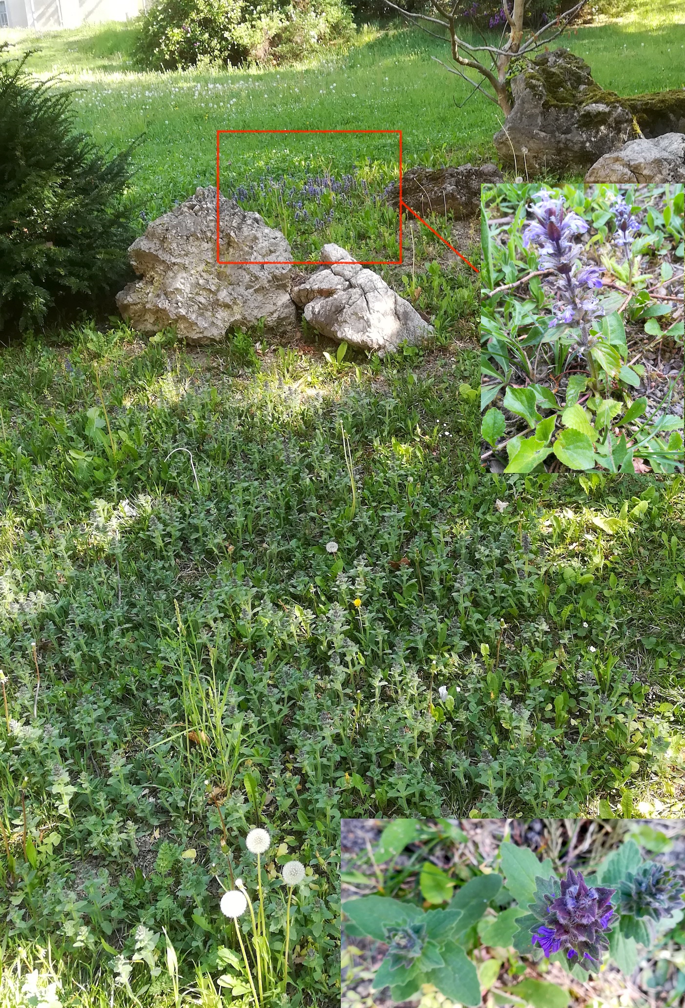 ajuga reptans und a. genevensis otto-wagner-spital baumgartner höhe_20200427_093139.jpg