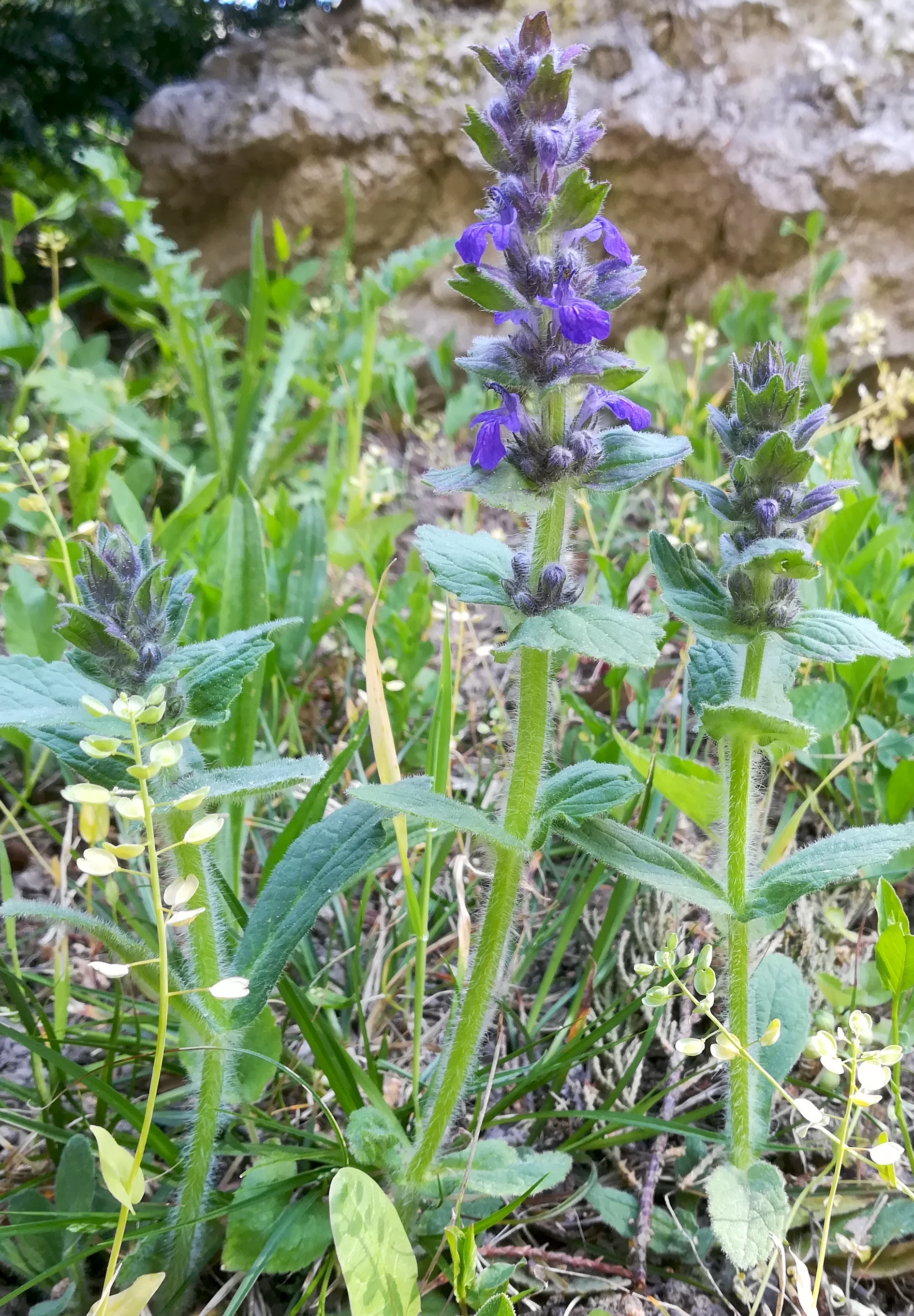 ajuga genevensis otto-wagner-spital baumgartner höhe_20200427_092713.jpg