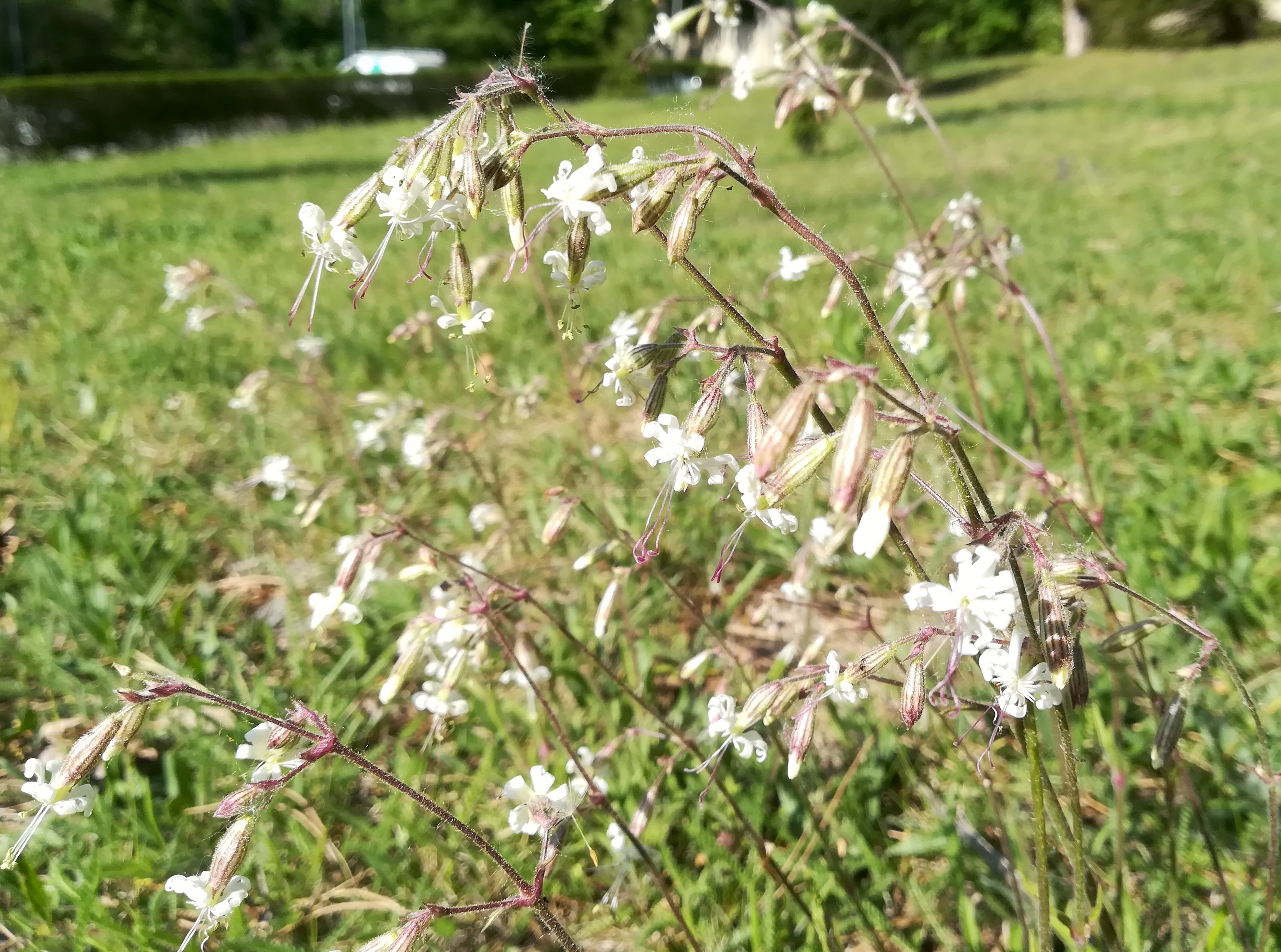 silene nutans subsp. nutans otto-wagner-spital baumgartner höhe_20200427_093528.jpg