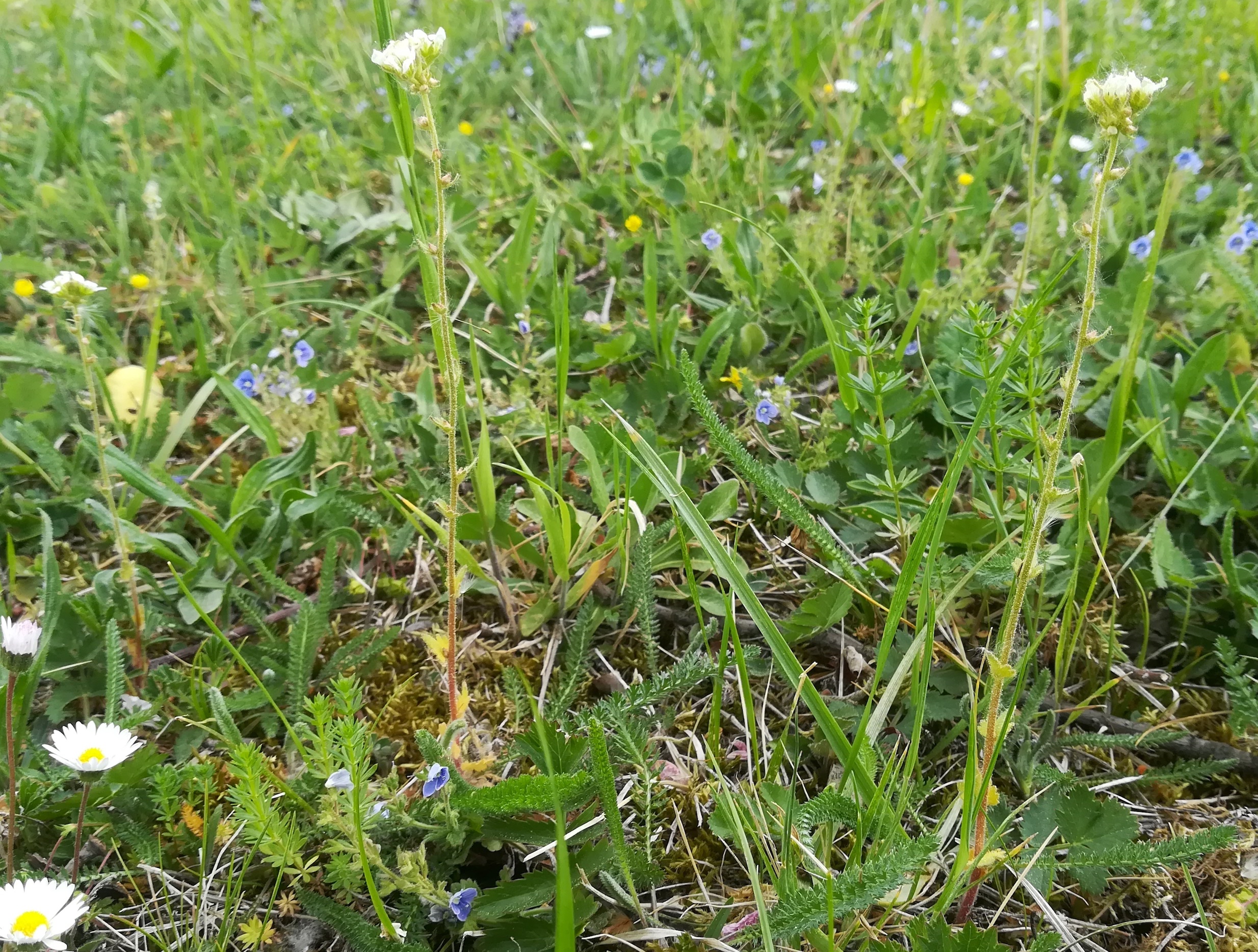 saxifraga bulbifera und veronica chamaedrys subsp. chamaedrys otto-wagner-spital baumgartner höhe_20200427_103620.jpg
