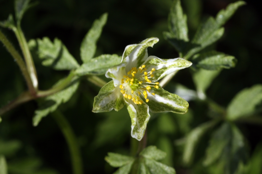 2017-03-26_Anemone nemorosa.JPG