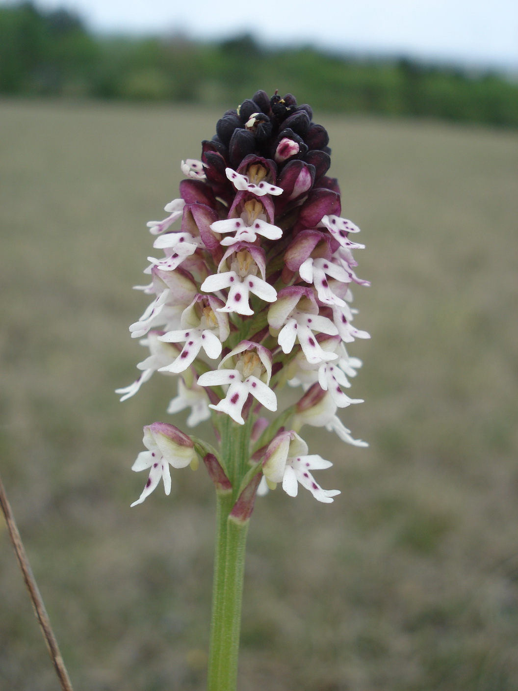 Neo.ustulata.B-Stotzinger Heide 27.4.2020.JPG