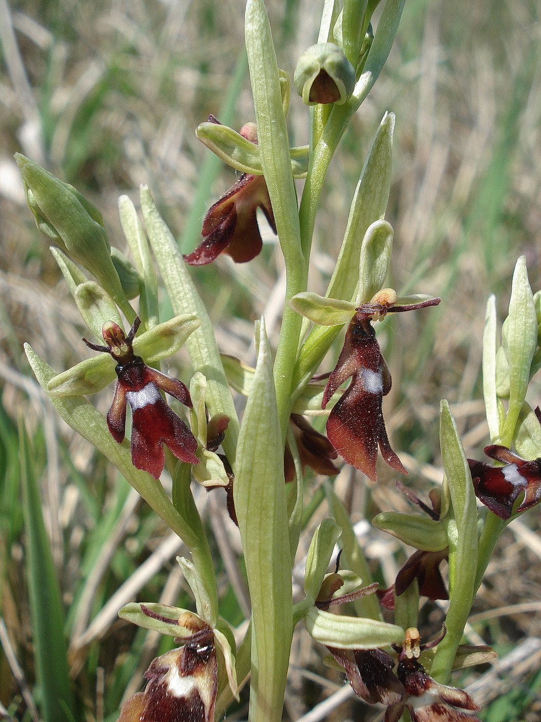 Oph.insectifera.B-Stotzinger Heide 27.4.2020.JPG