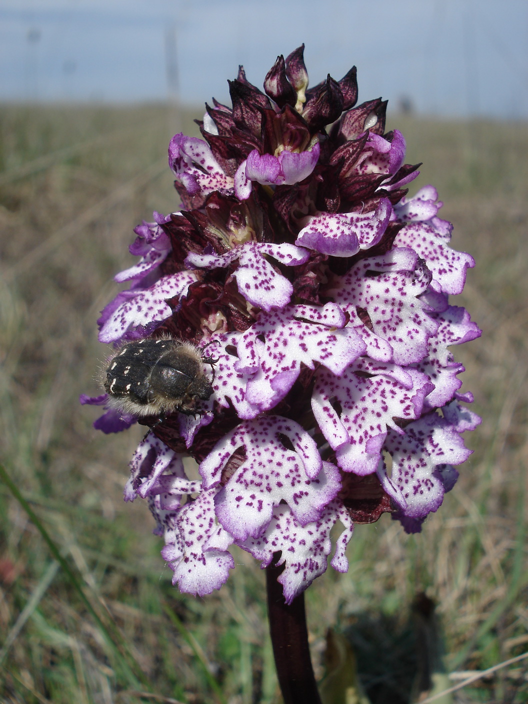 Orc.purpurea.B-Stotzinger Heide 27.4.2020.JPG