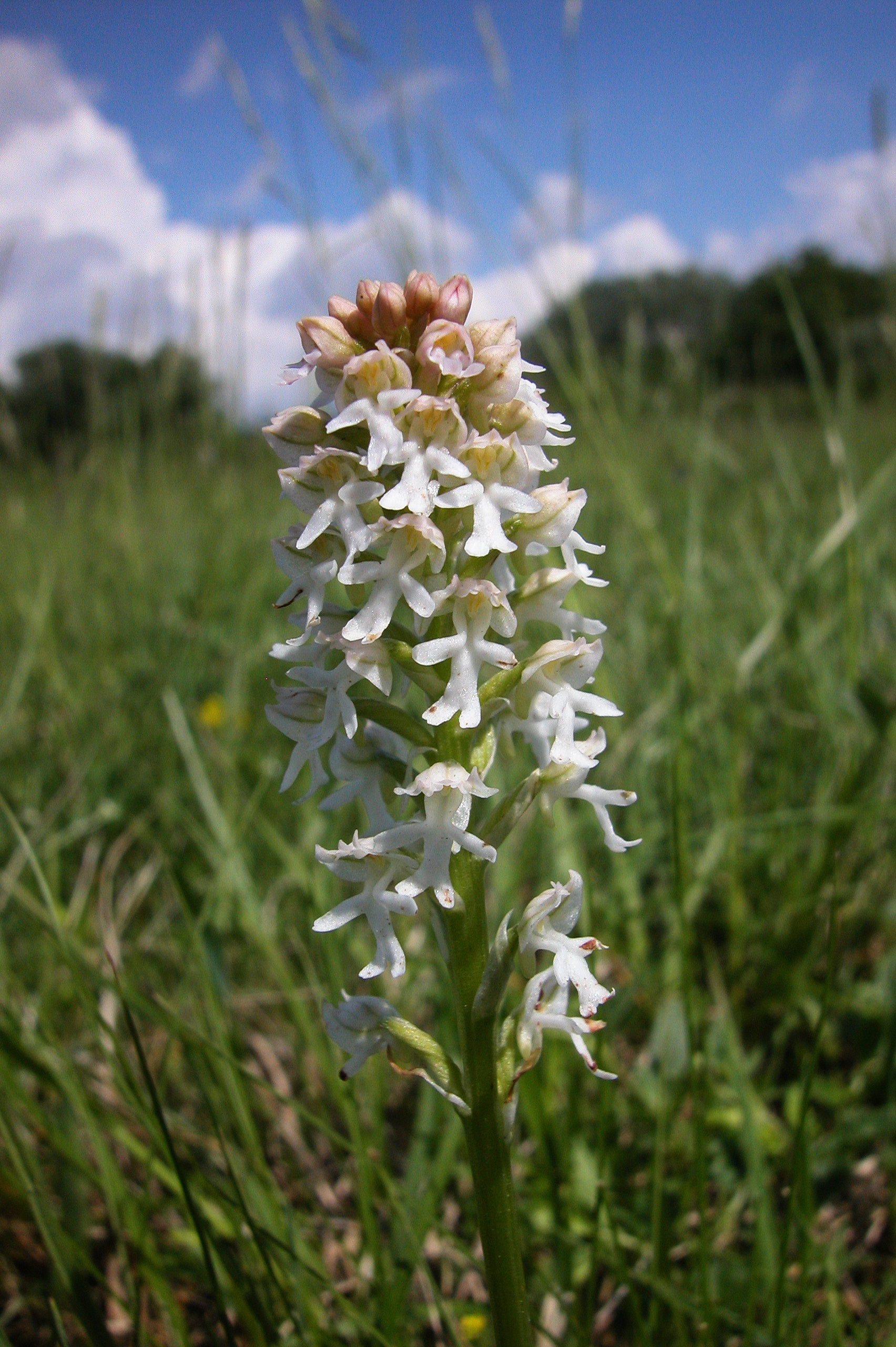 Neo.ustulata.ssp.ustulata.fo.albiflora.Lobau.PH.jpg