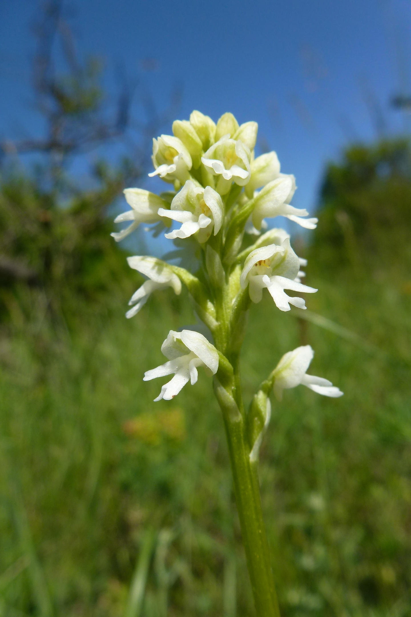 Neo.ustulata.ssp.ustulata.fo.albiflora.W-Lobau.15.5.13.KS.JPG