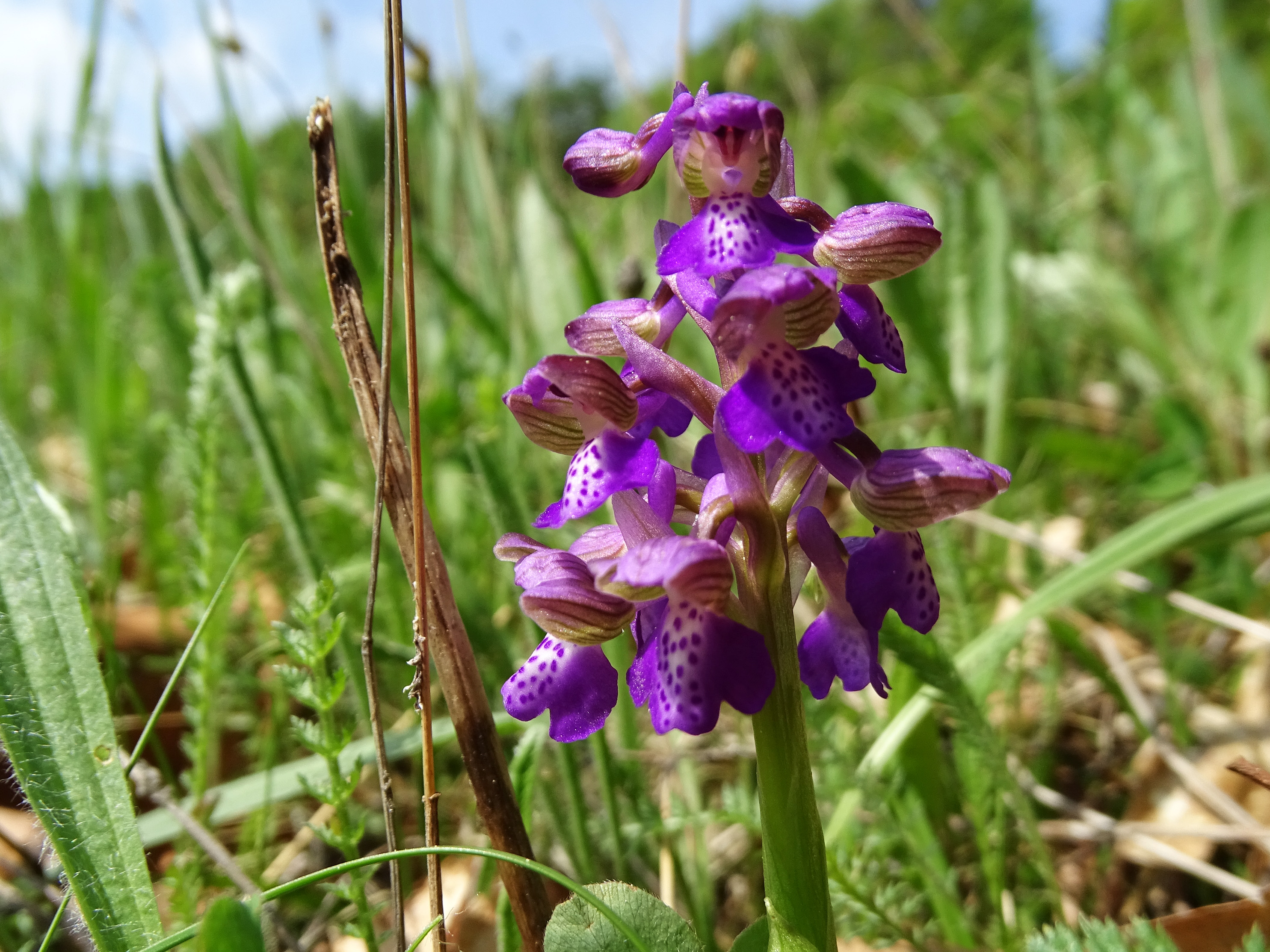 Anacamptis morio_bockkogel2.jpg