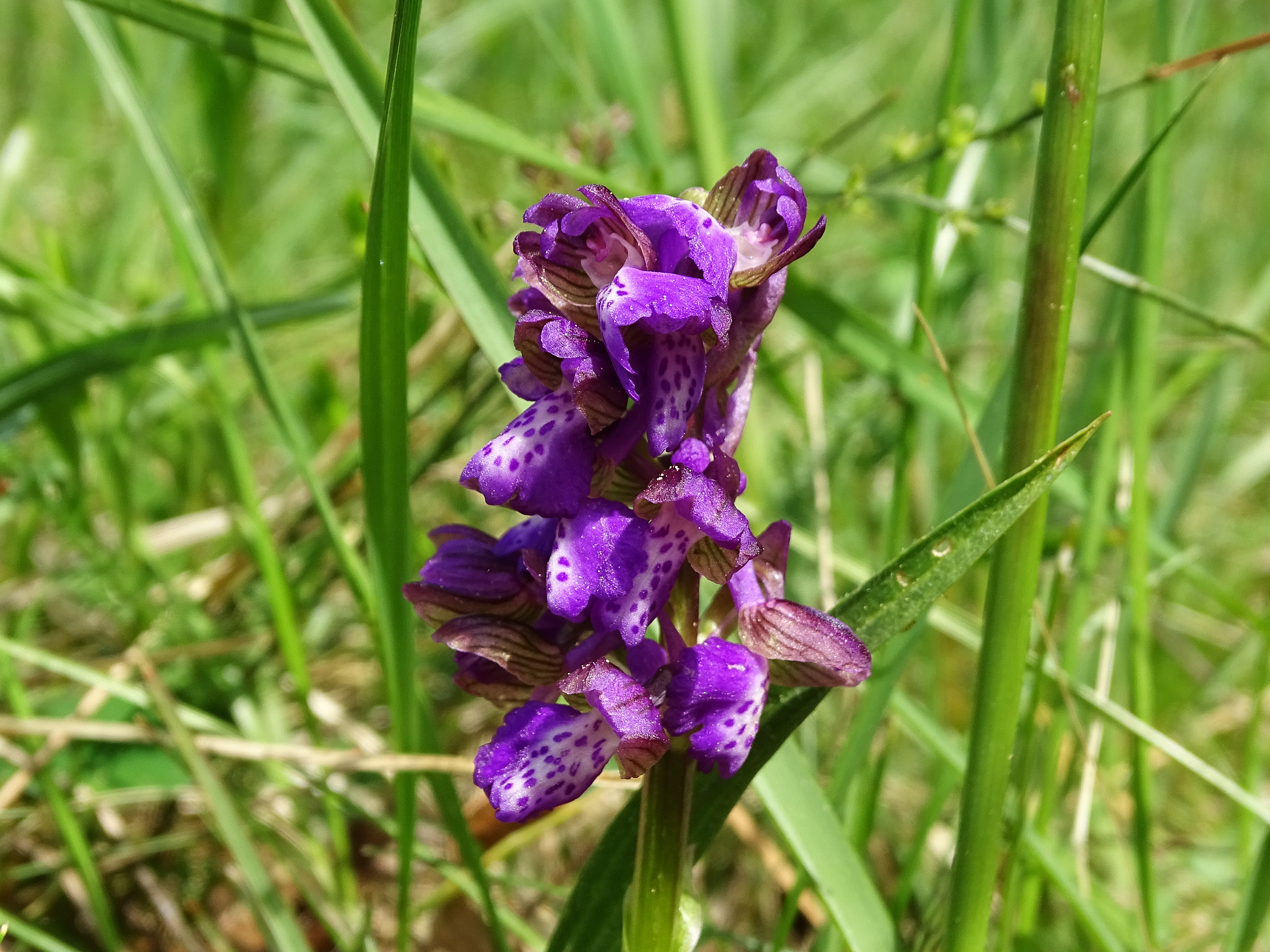 Anacamptis morio_bockkogel1.jpg