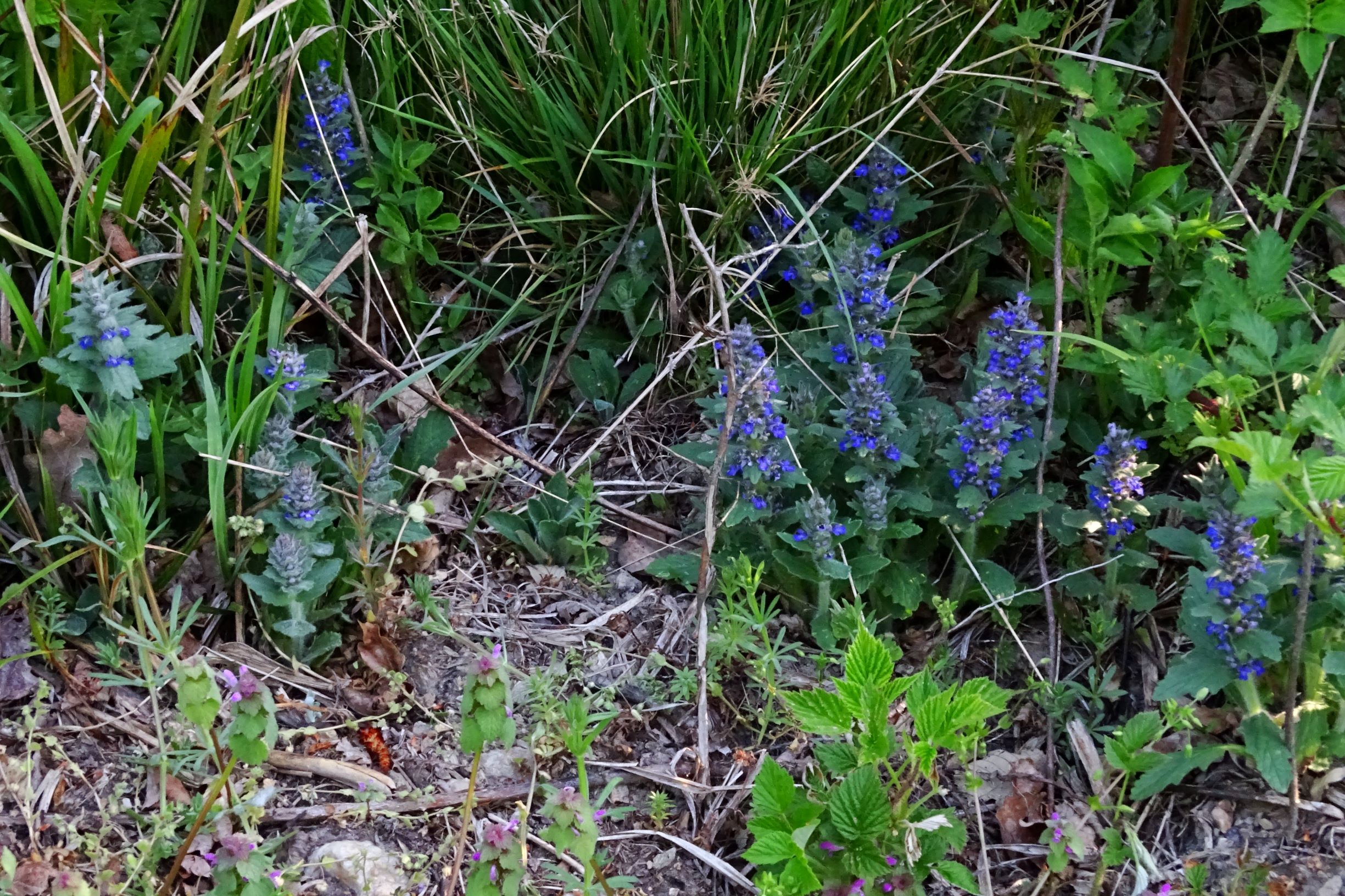 DSC09916 breit oben ajuga genevensis.JPG