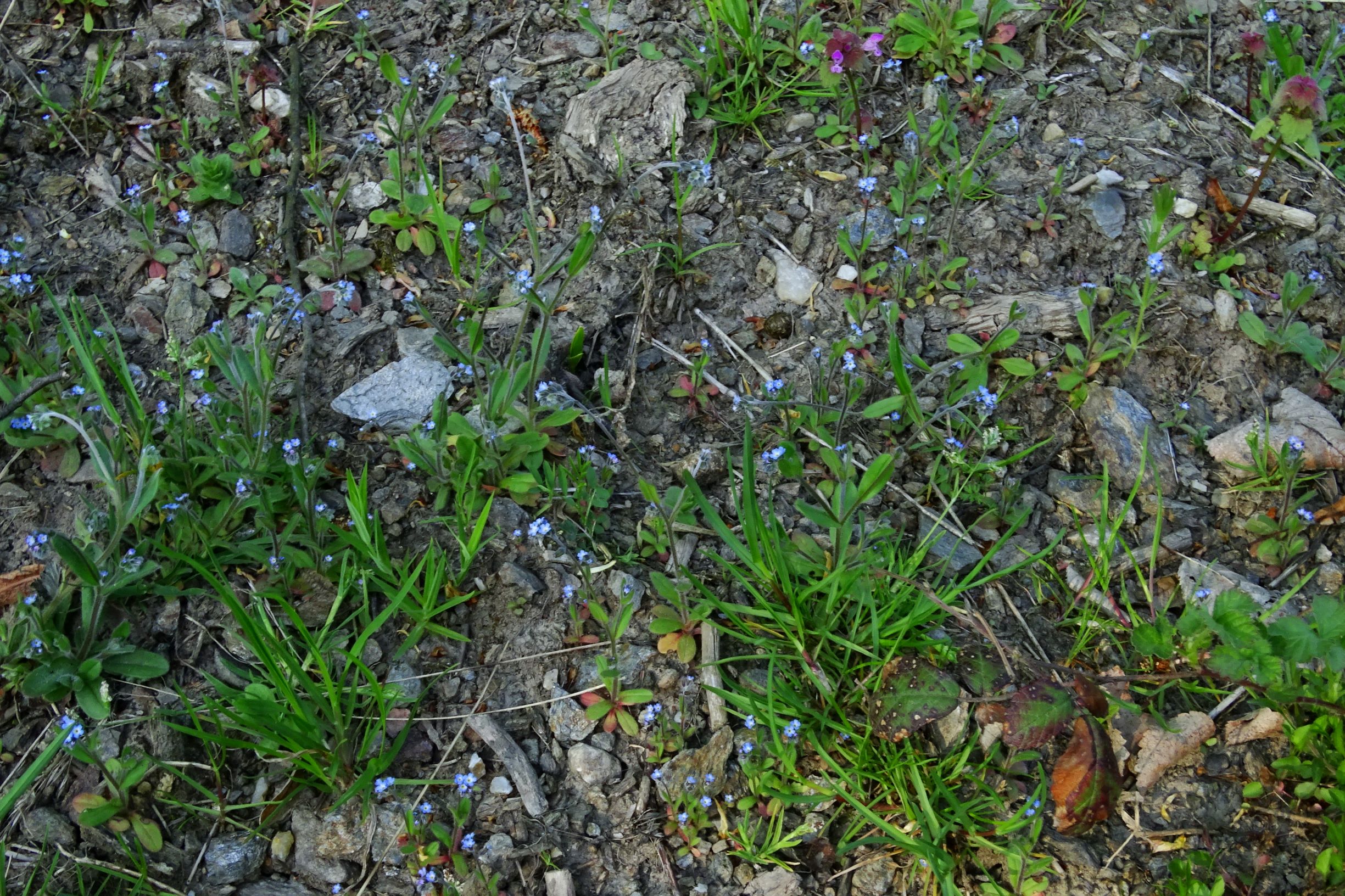 DSC09922 breit oben myosotis ramosissima.JPG