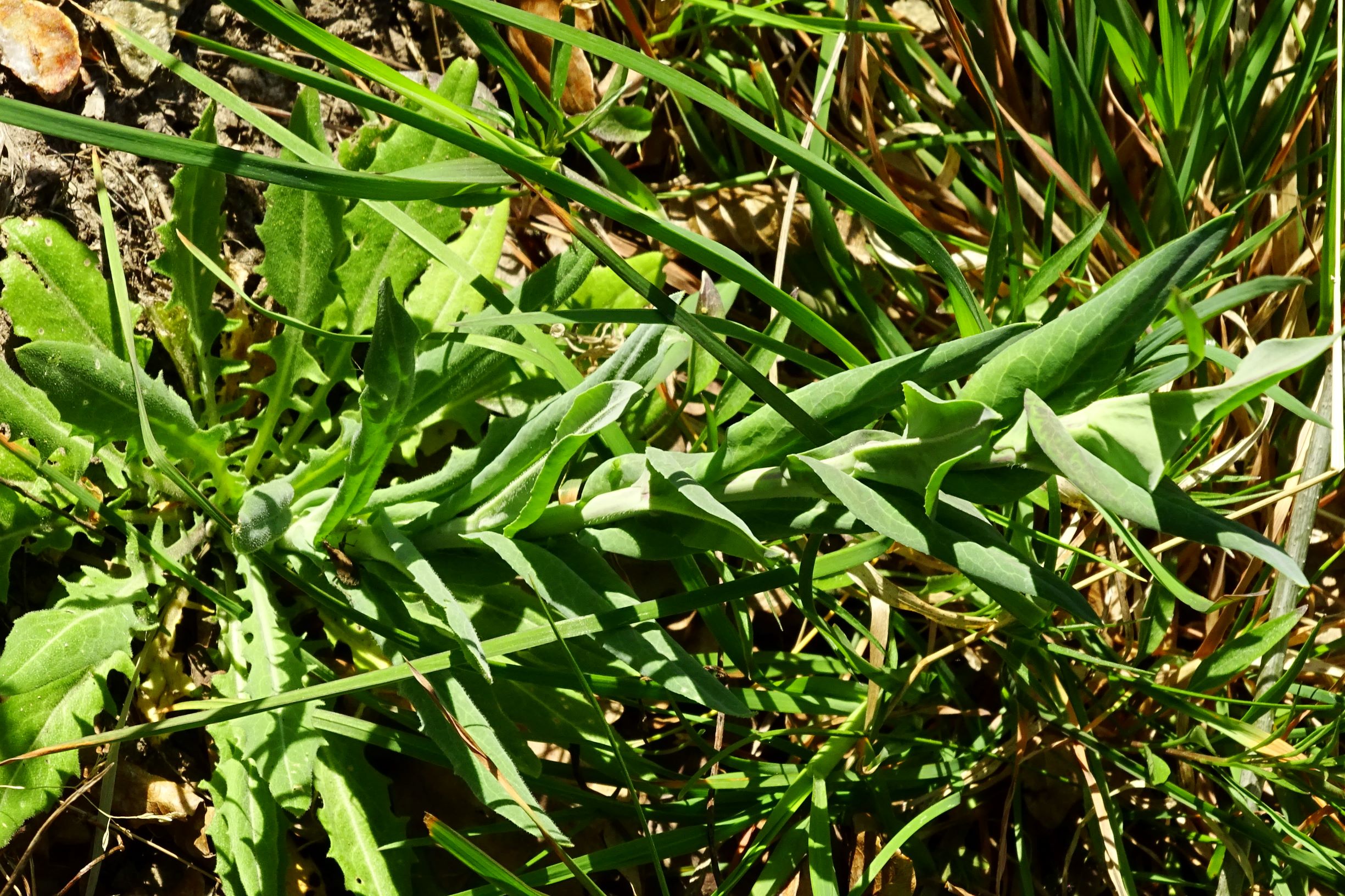 DSC09961 breit oben arabis glabra.JPG