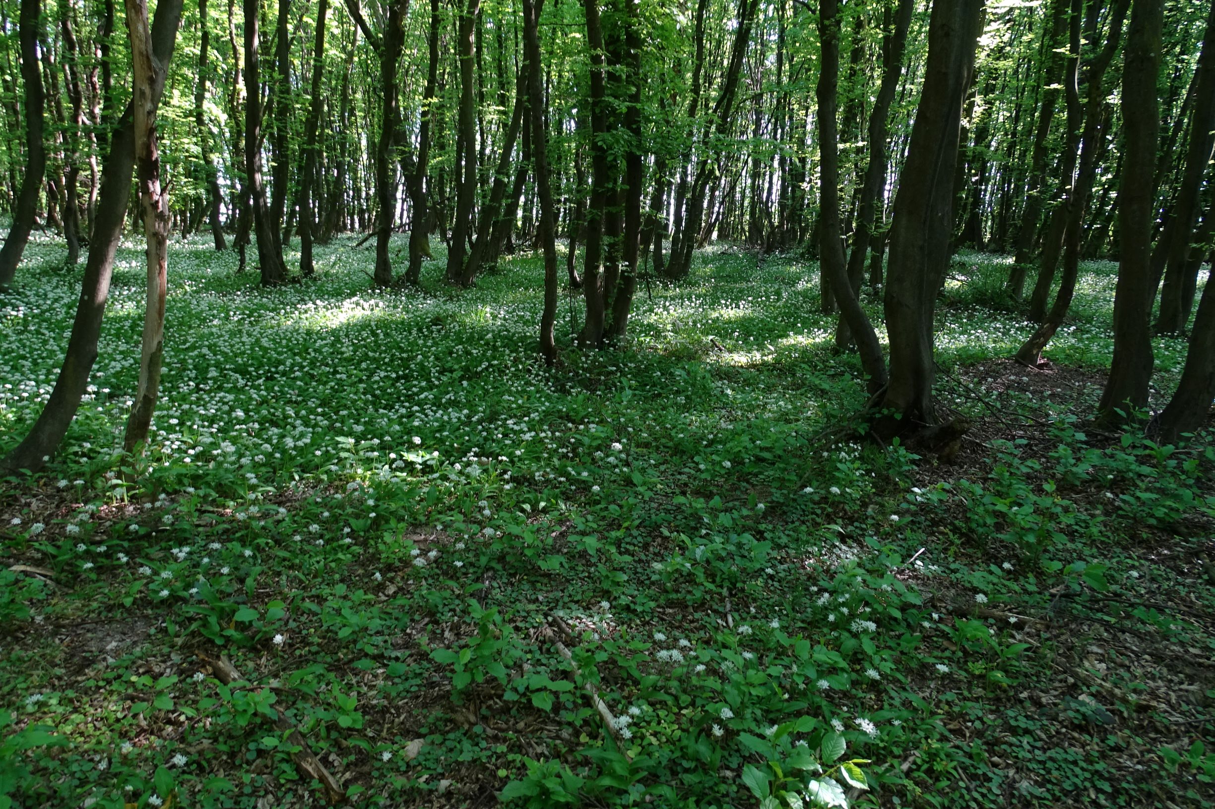 DSC00025 breit oben allium ursinum, niederwald.JPG