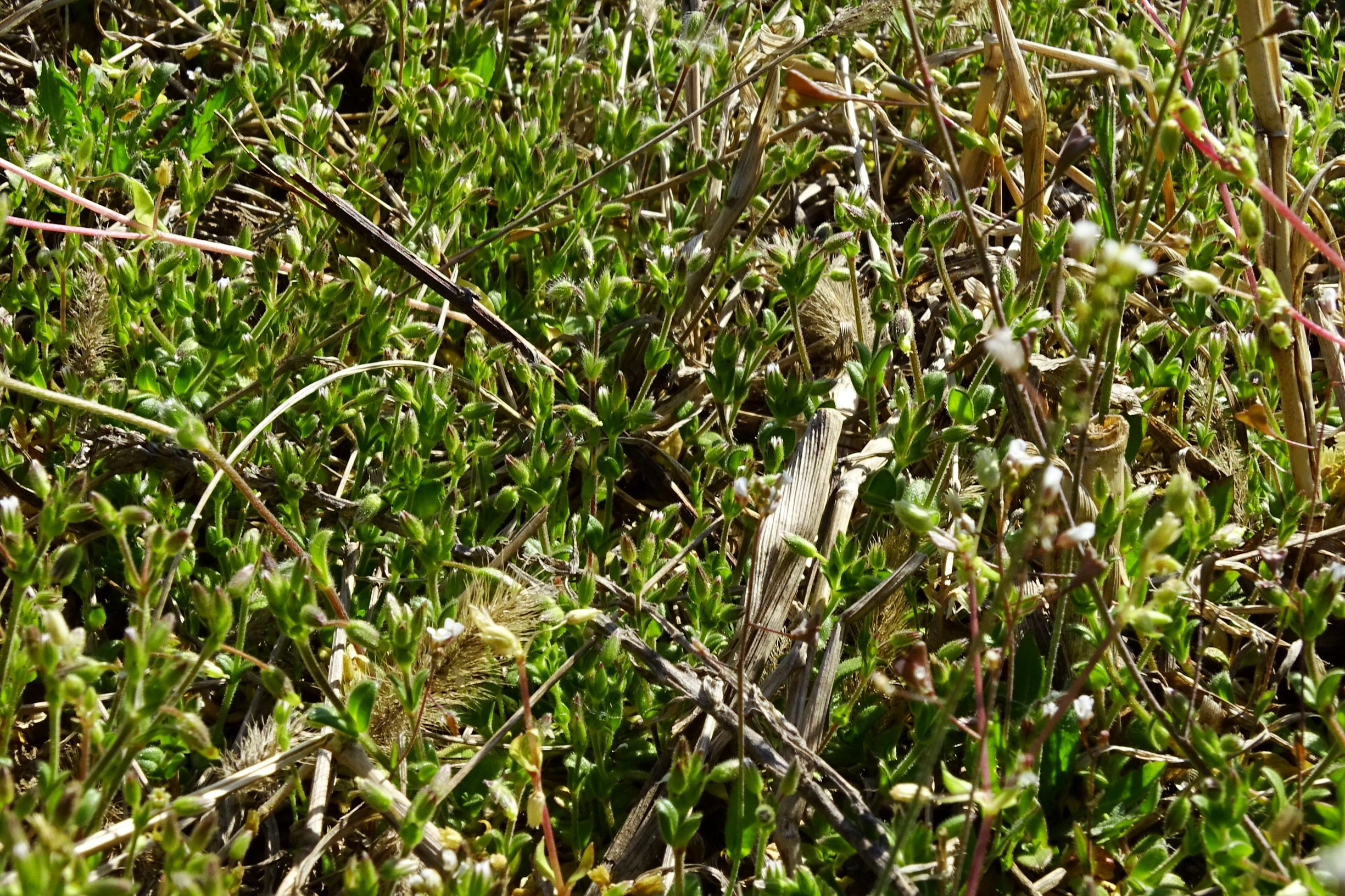 DSC00088 breit oben hoadl cerastium pumilum agg. und wenig c. brachypetalum agg..JPG