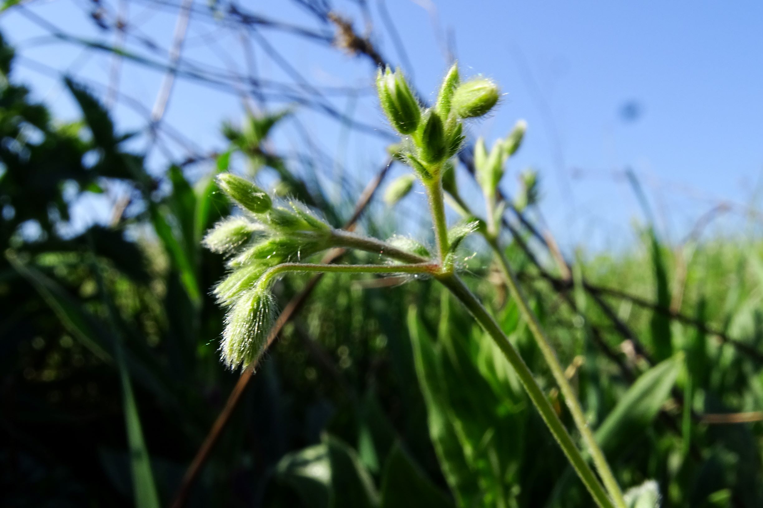 DSC00100 breit oben hoadl cerastium tenoreanum.JPG