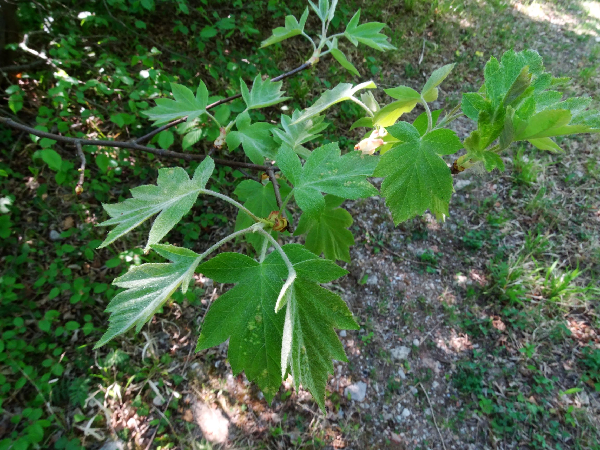 DSC00152 breit oben sorbus torminalis.JPG