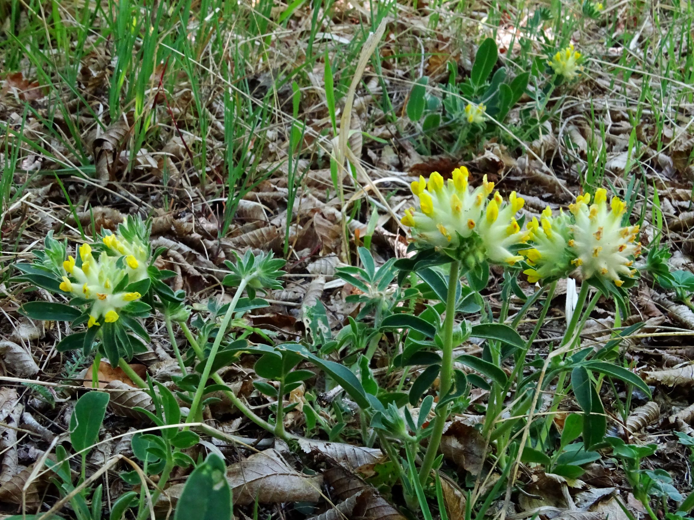 DSC00153 breit oben anthyllis vulneraria.JPG