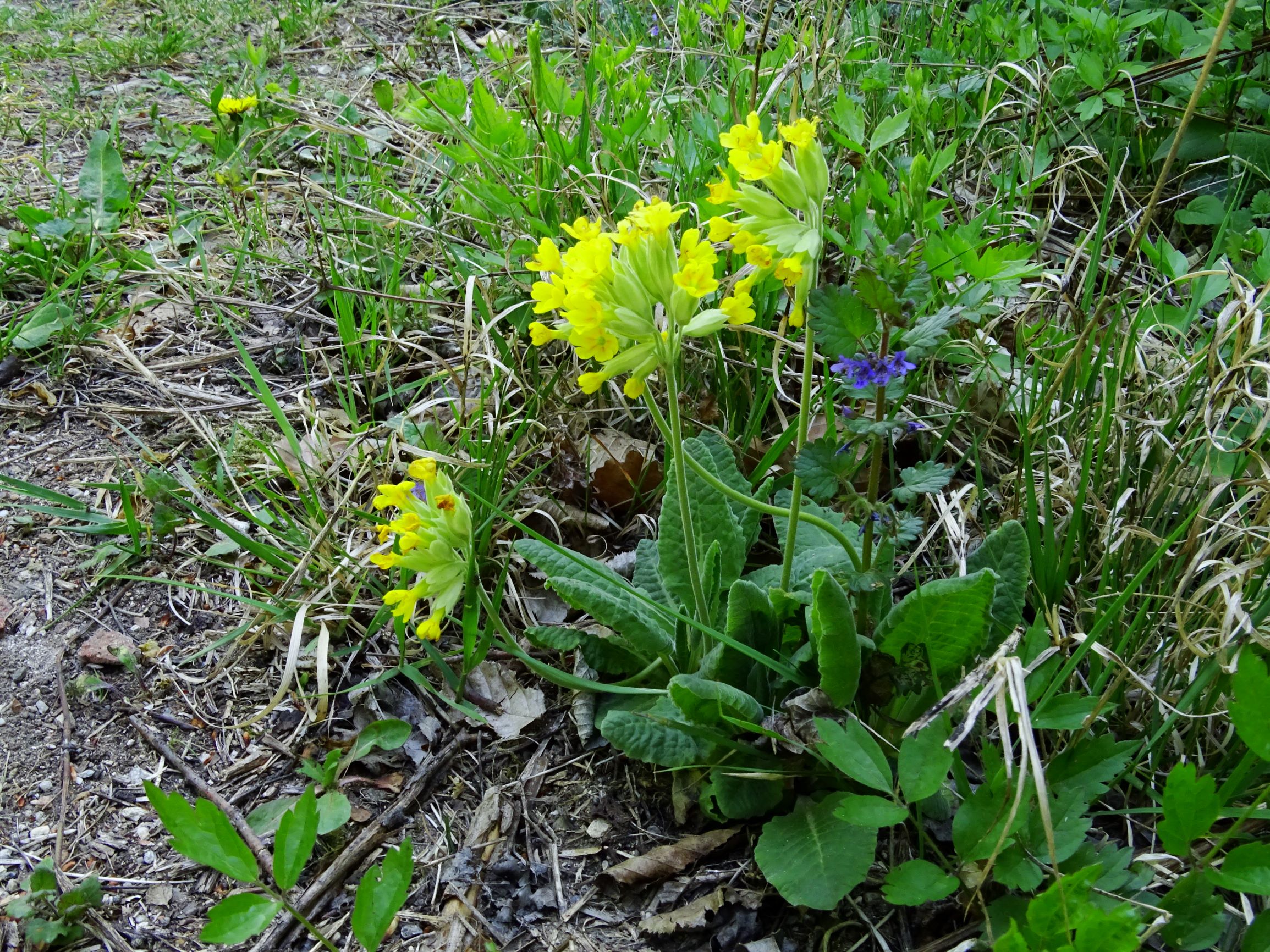 DSC00161 breit oben primula veris, glechoma hederacea.JPG