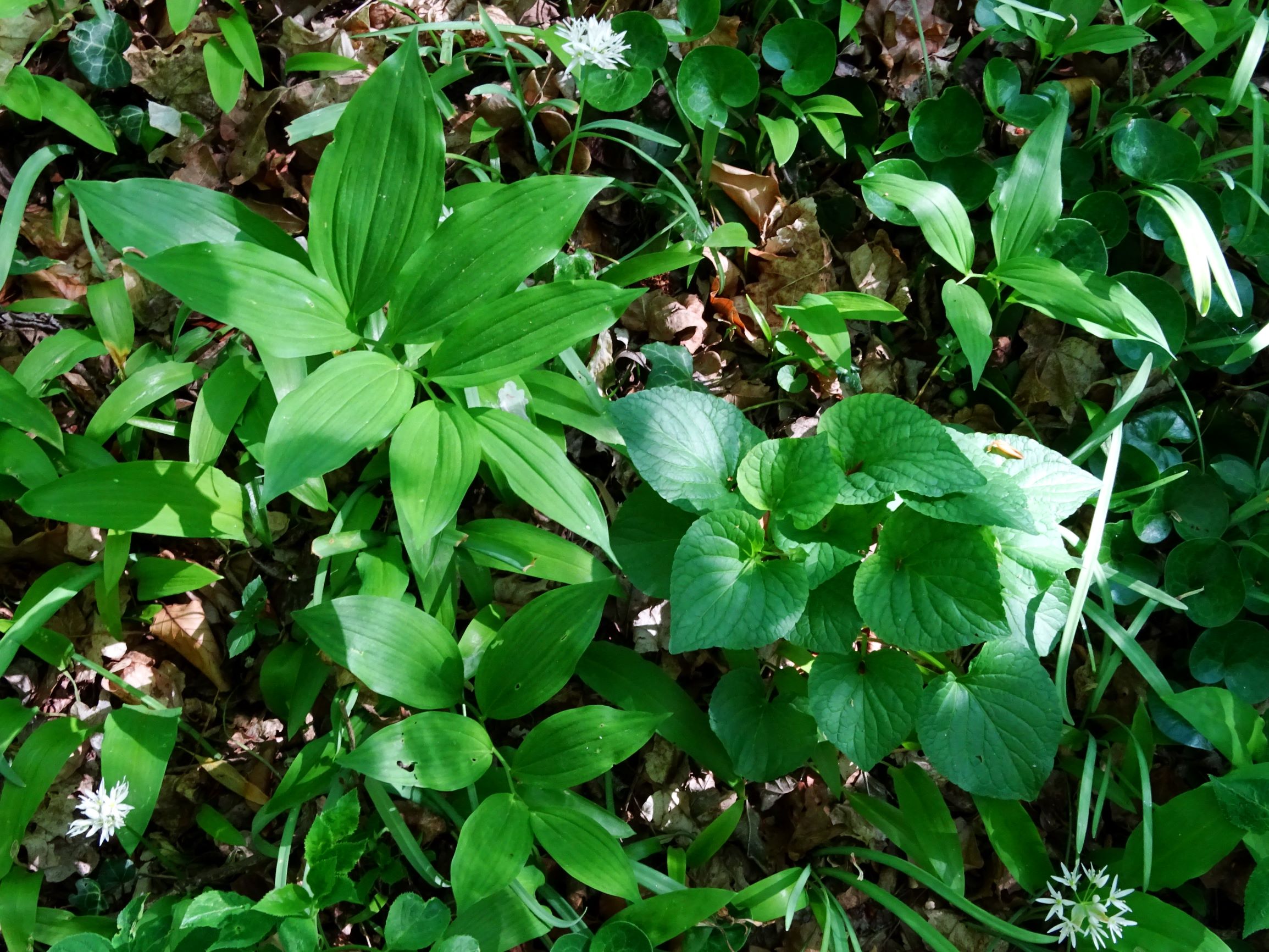 DSC00166 breit oben polygonatum latifolium, viola mirabilis, galanthus nivalis u.a..JPG