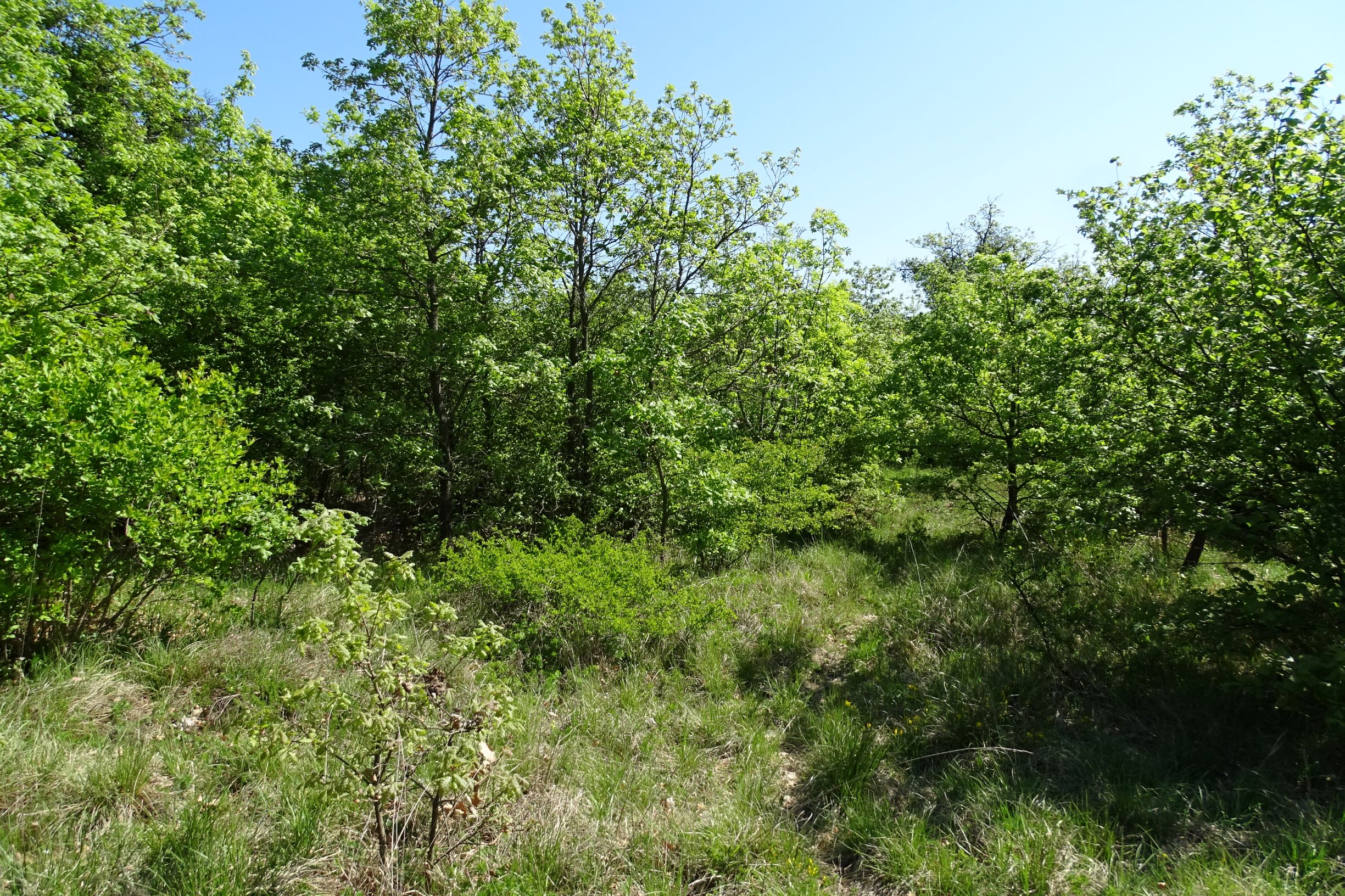 DSC00194 weiden verwaldende heide.JPG