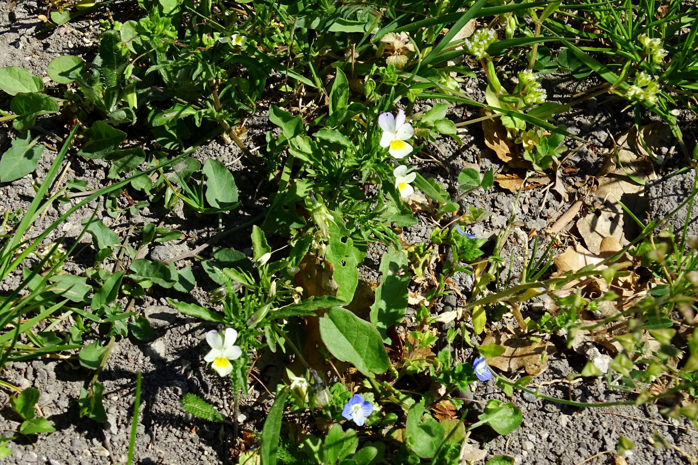 DSC00198 weiden viola arvensis arvensis.JPG