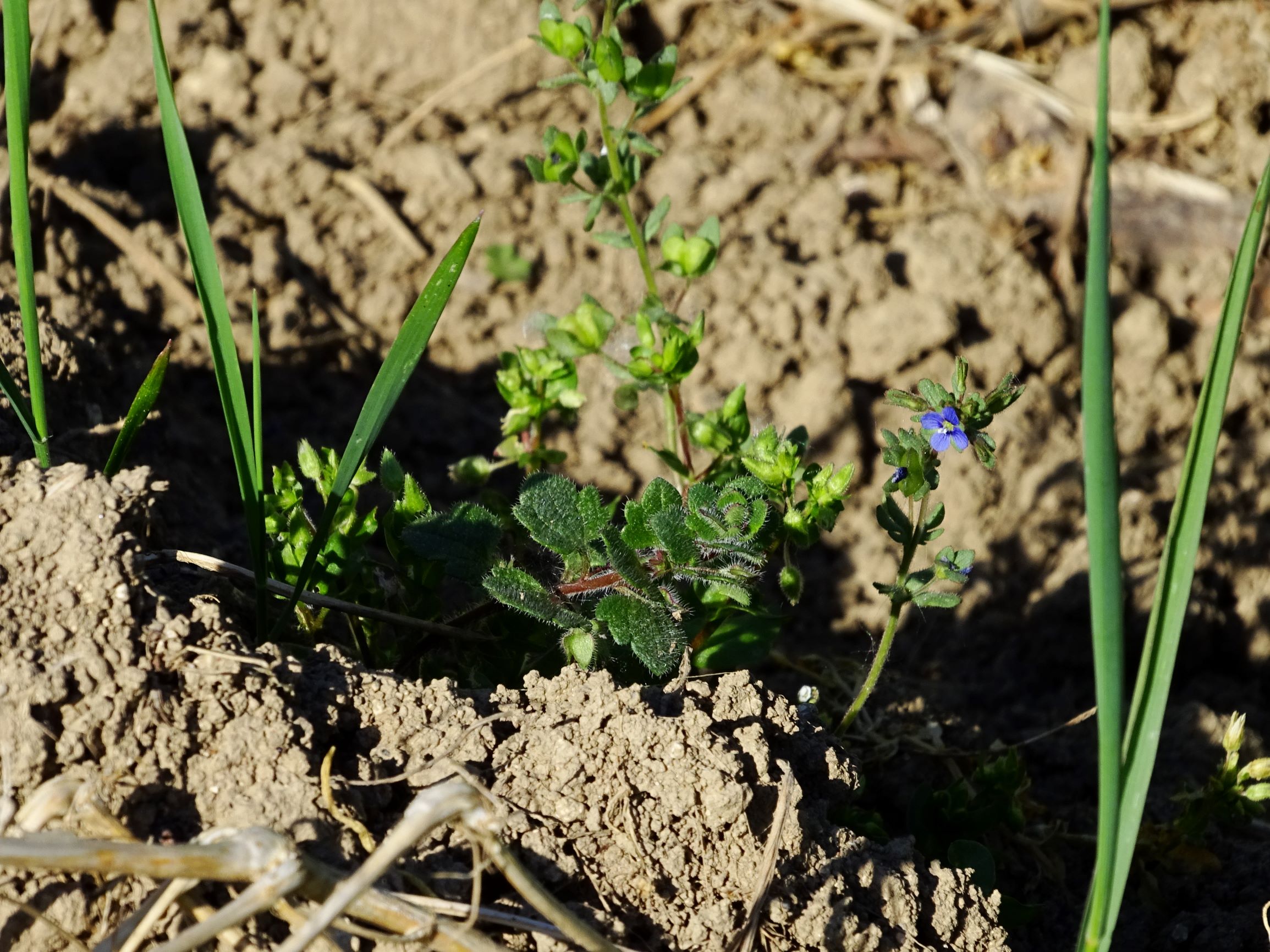 DSC00203 weiden veronica triphyllos und v. cf. hederifolia s.str..JPG