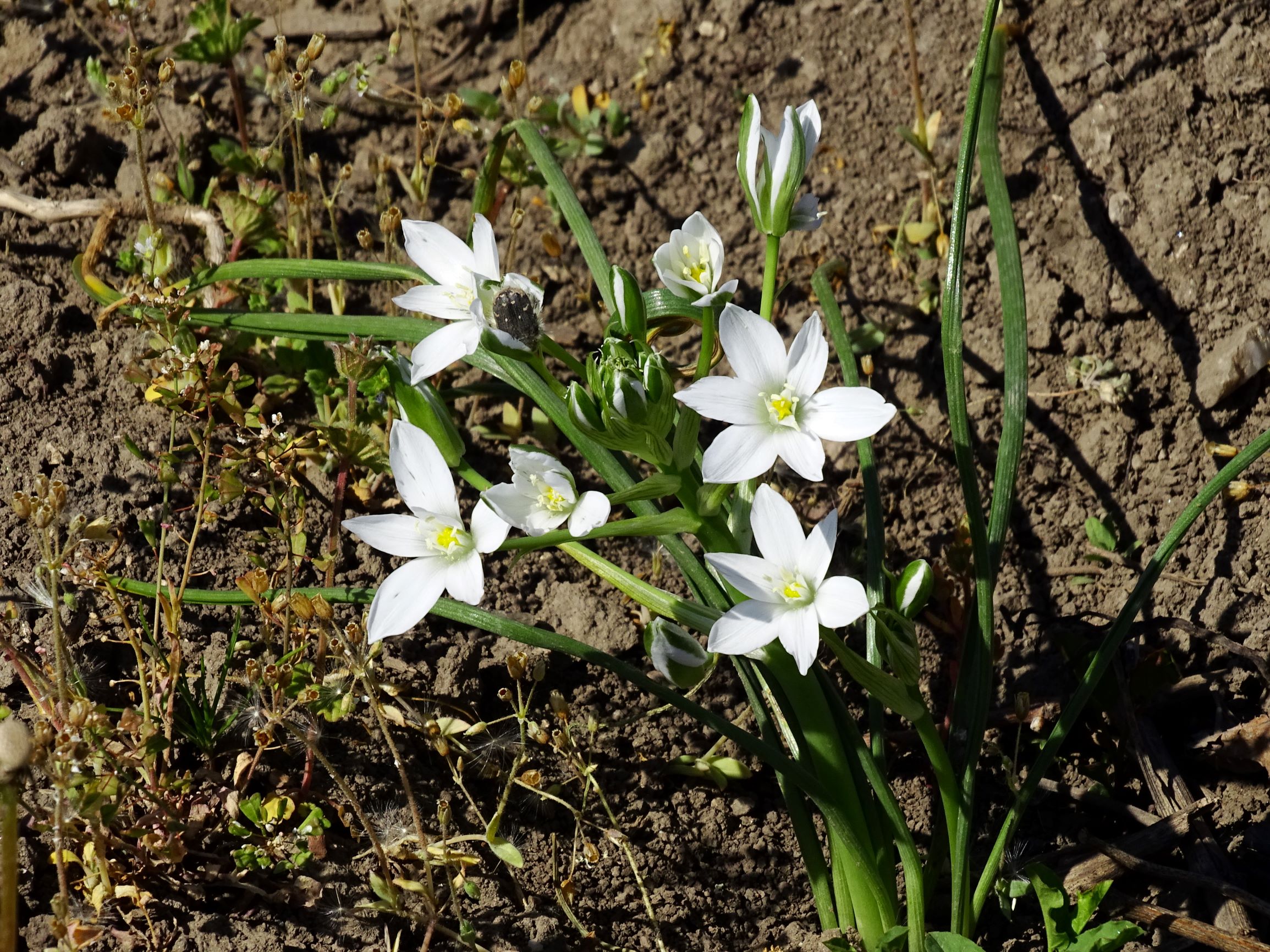 DSC00281 winden ornithogalum kochii.JPG