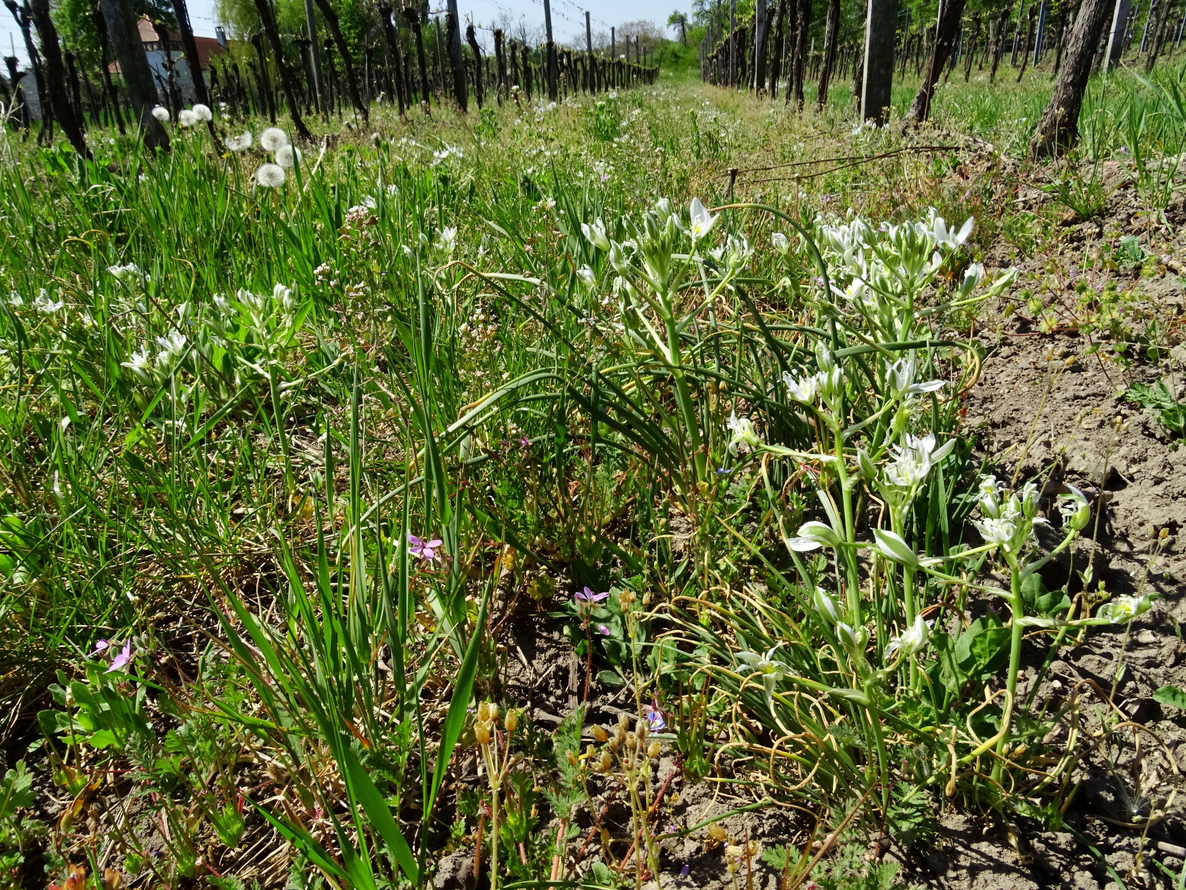 DSC00283 winden ornithogalum kochii.JPG