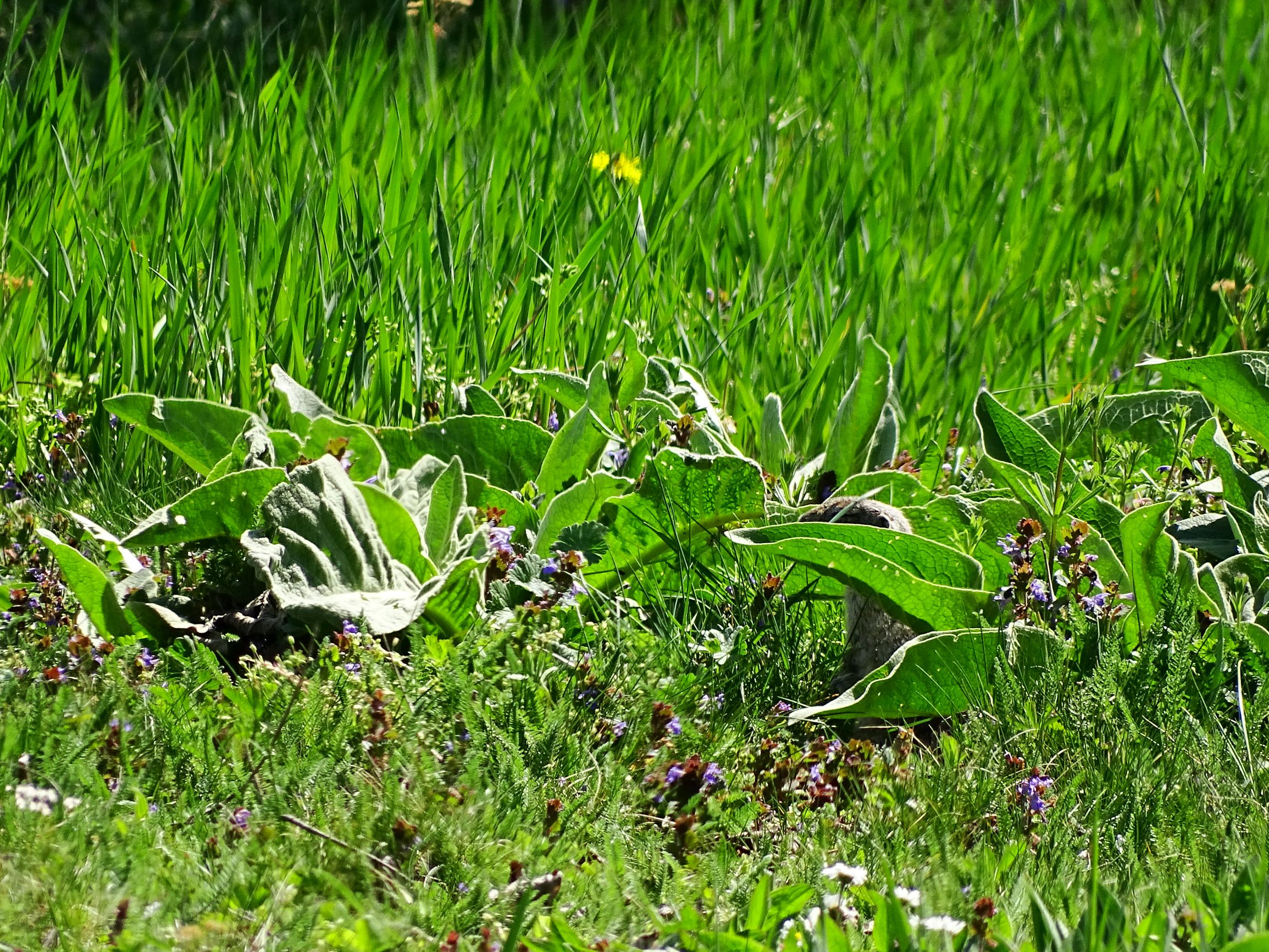 DSC00295 winden ziesel unter verbascum speciosum.JPG