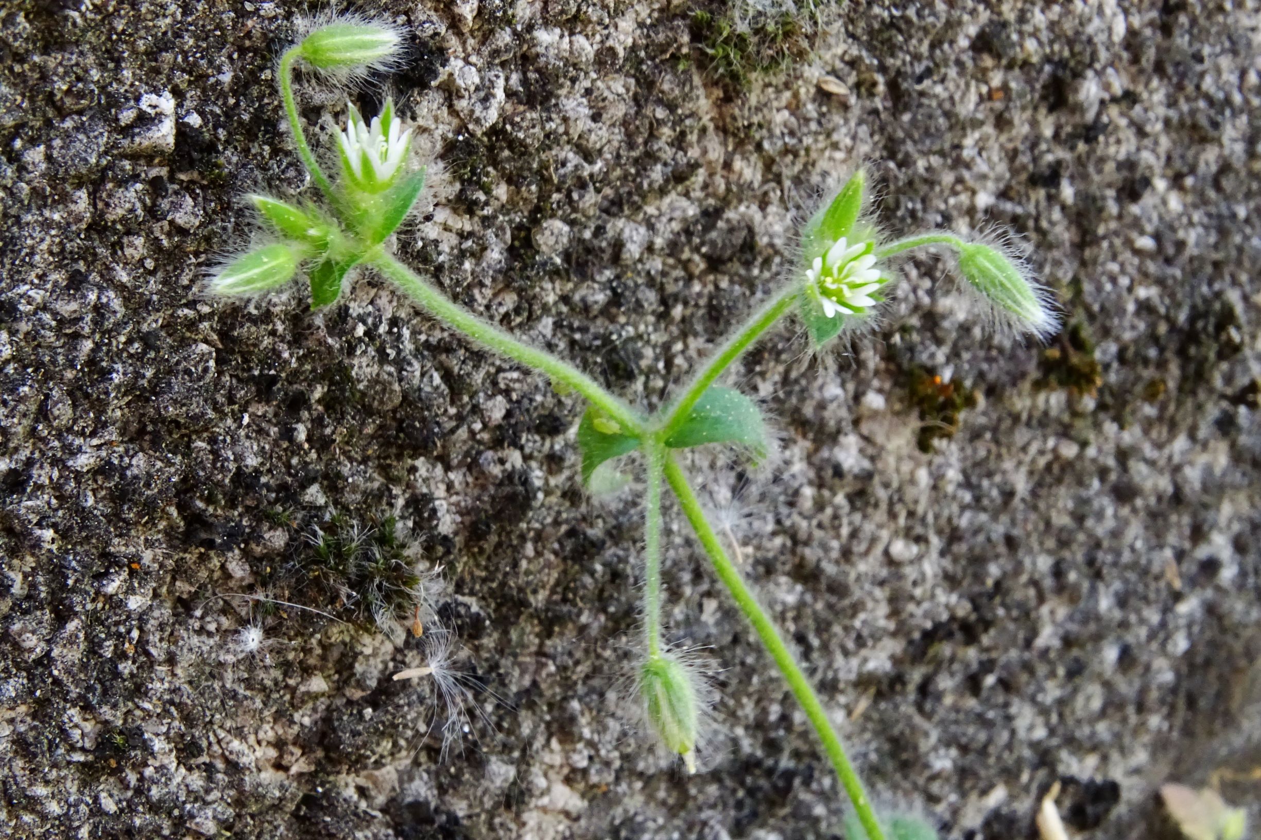 DSC01035 hbg cerastium brachypetalum.JPG