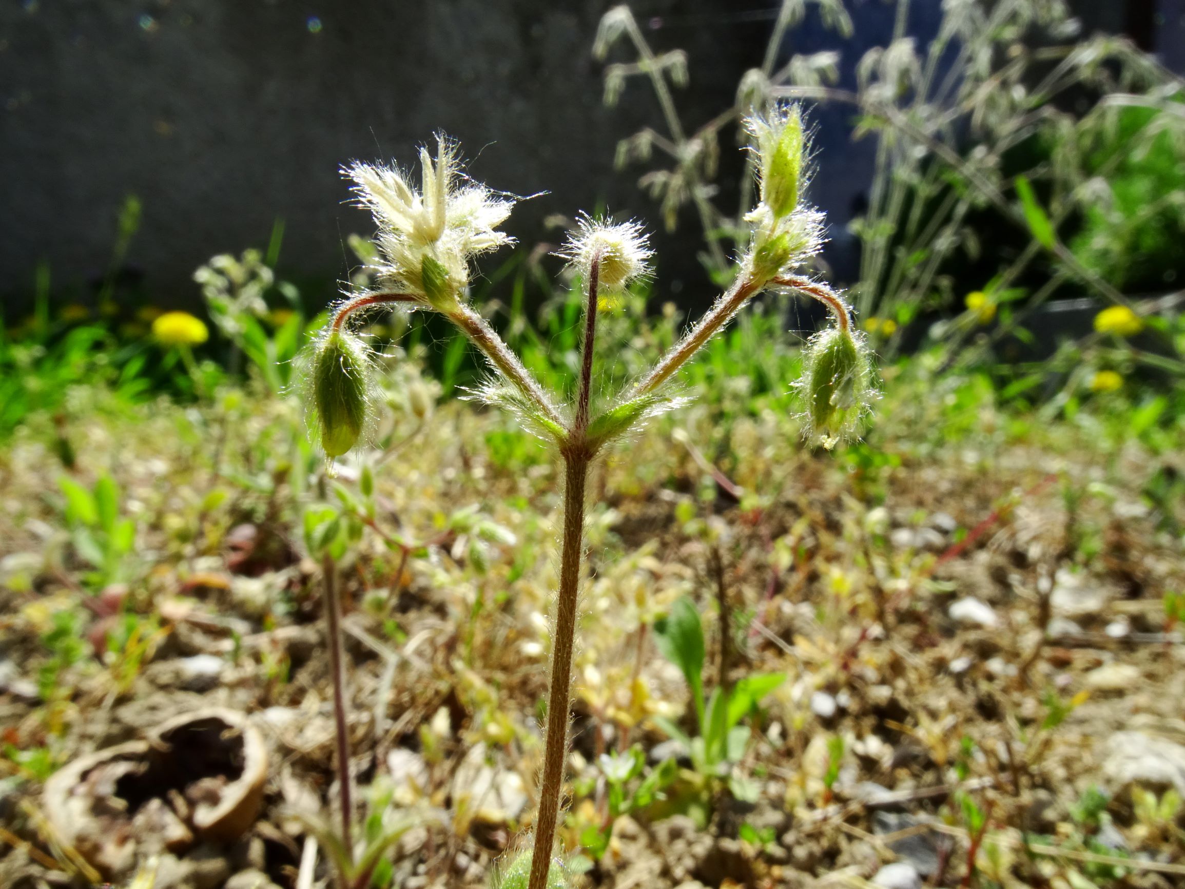 DSC01140 hbg cerastium brachypetalum.JPG