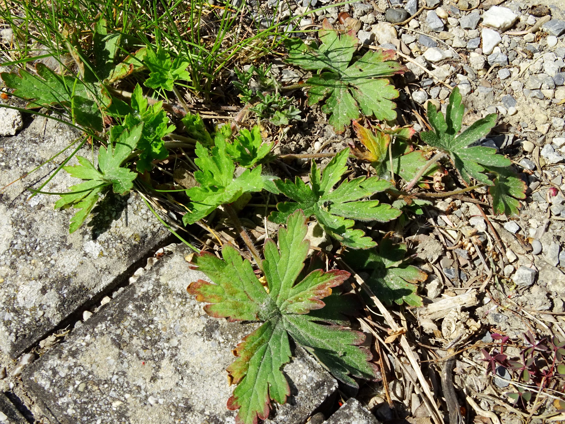 DSC01133 hbg geranium sibiricum.JPG