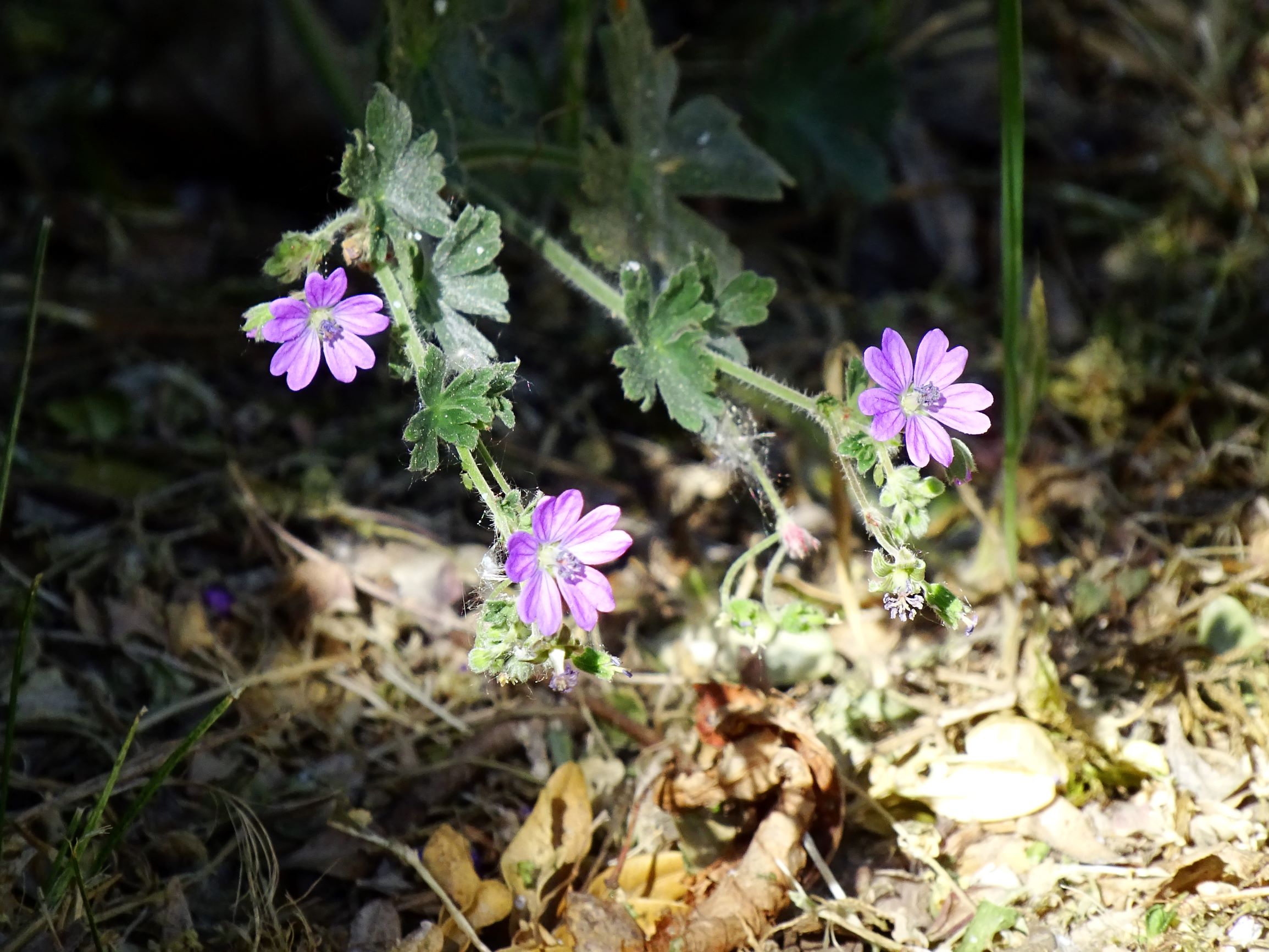 DSC01198 hbg geranium pyrenaicum.JPG