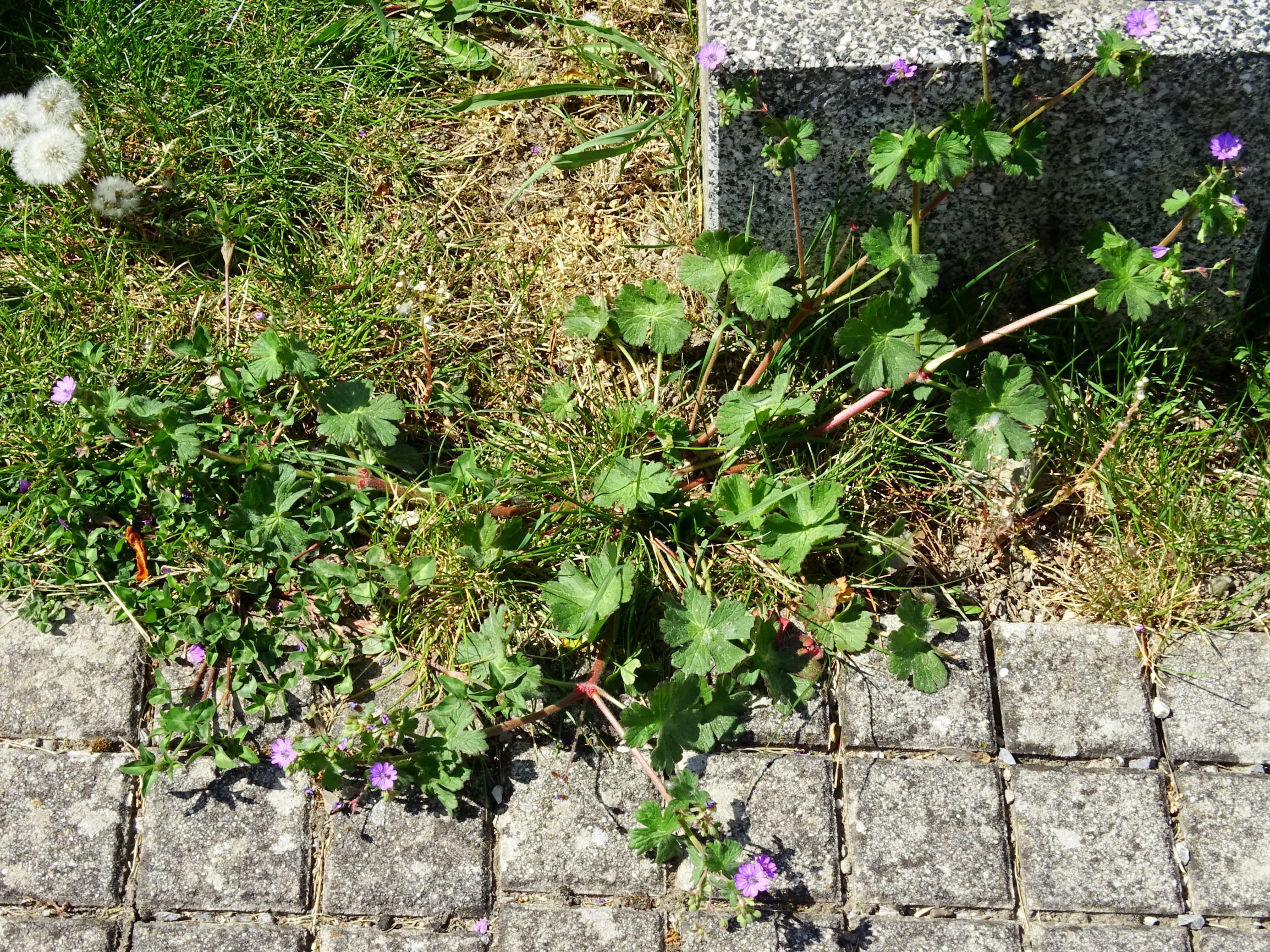 DSC01211 hbg geranium pyrenaicum.JPG