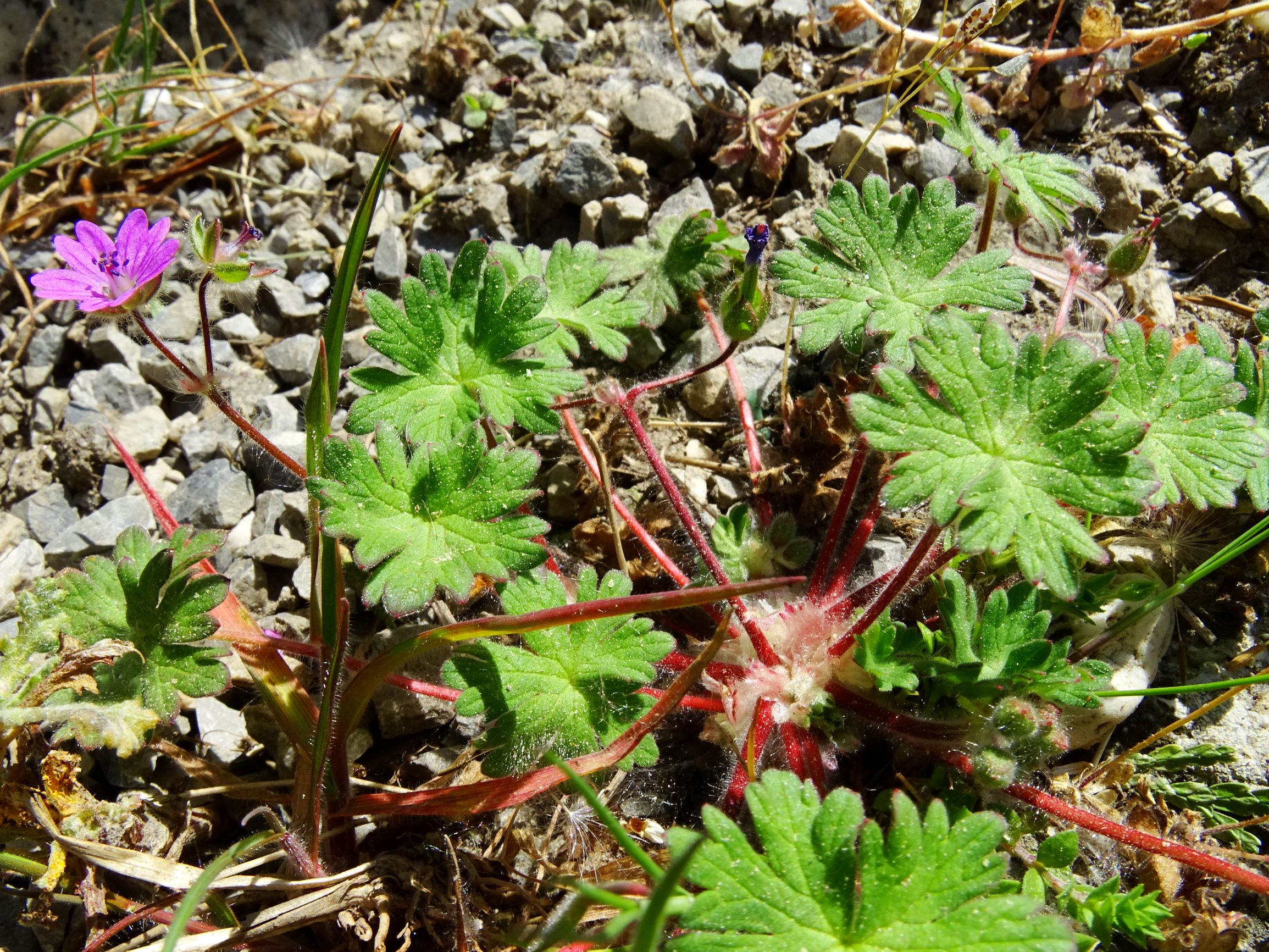 DSC01234 hbg geranium molle.JPG