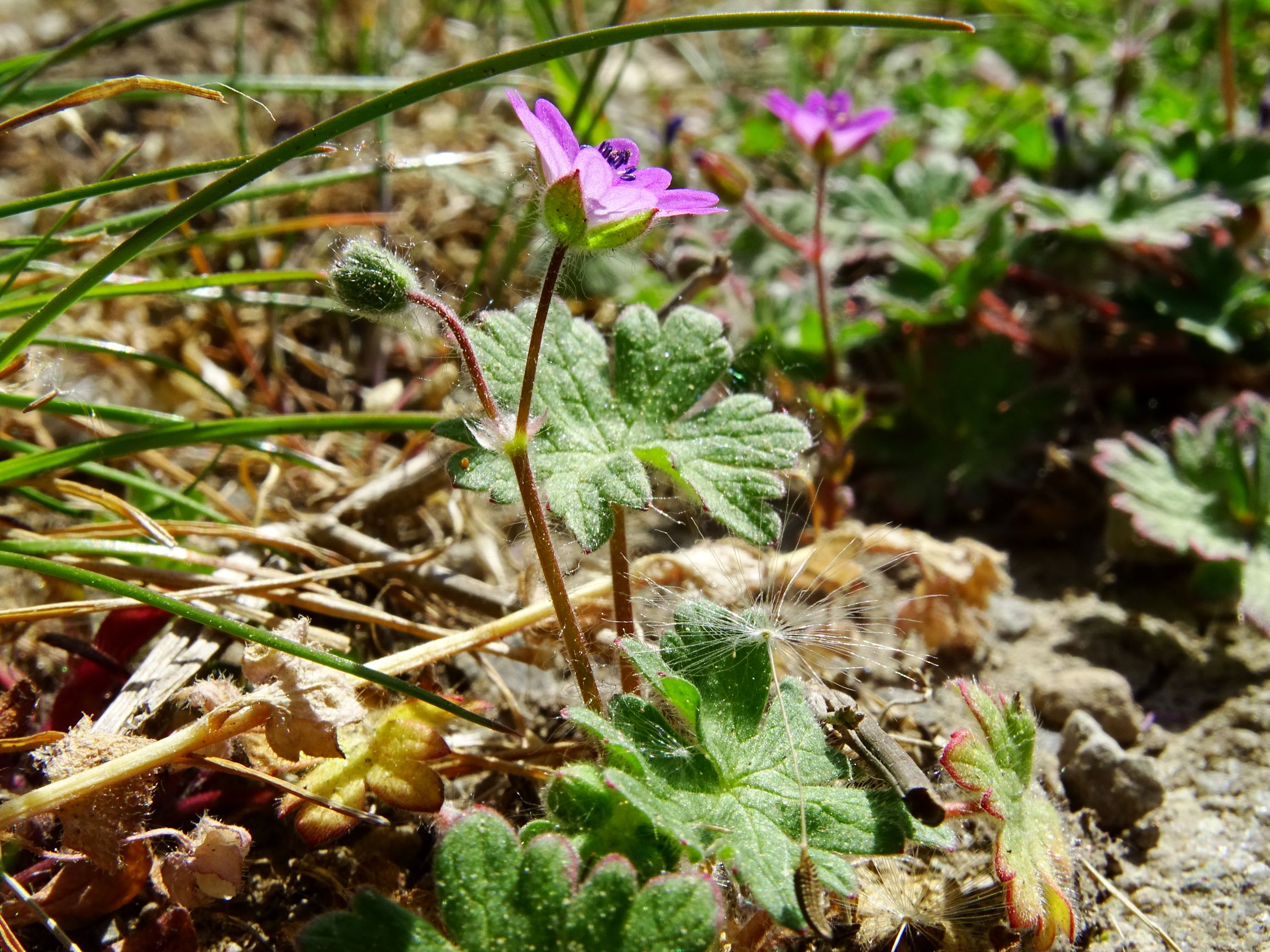 DSC01235 hbg geranium molle.JPG