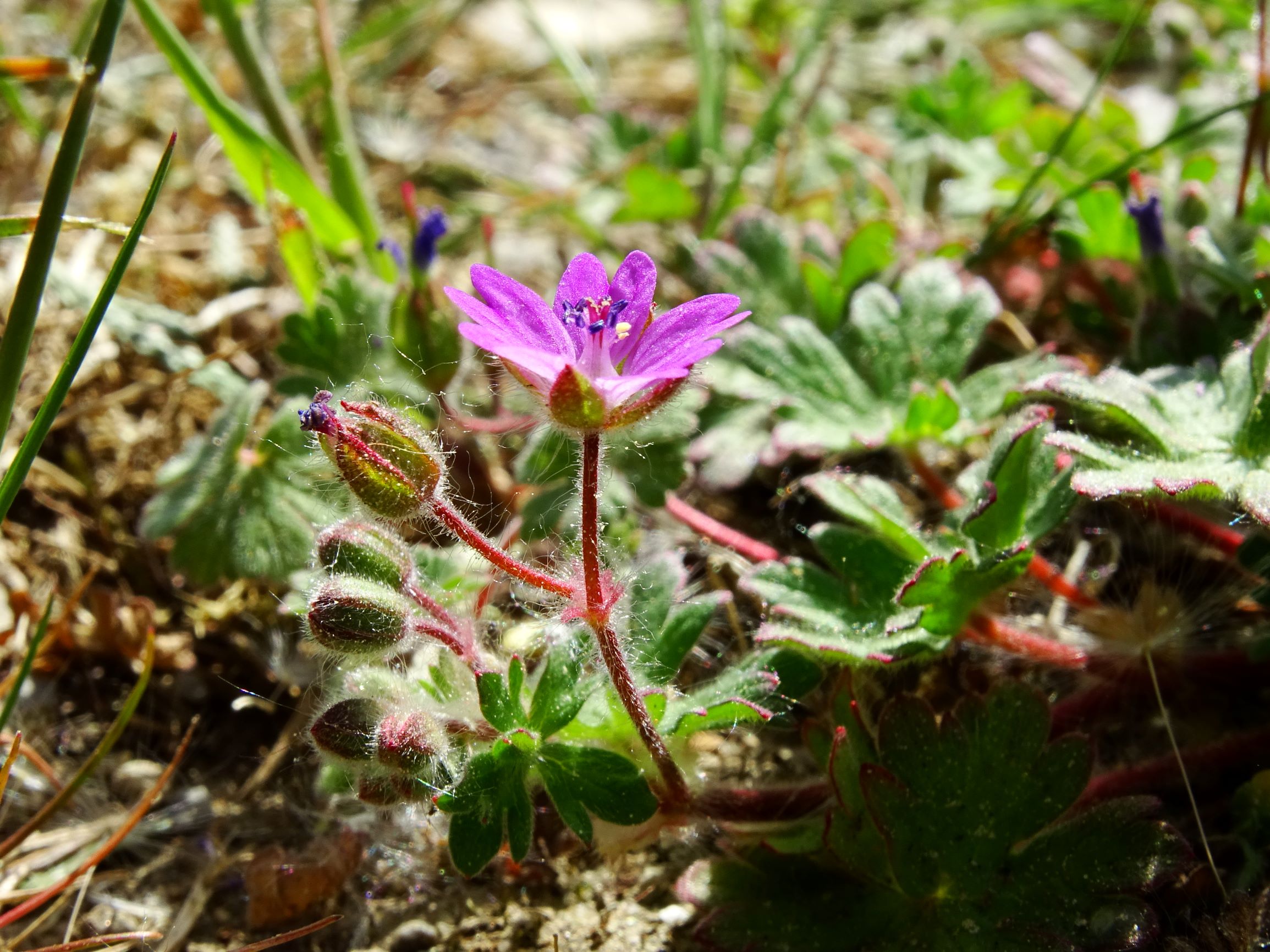 DSC01238 hbg geranium molle.JPG